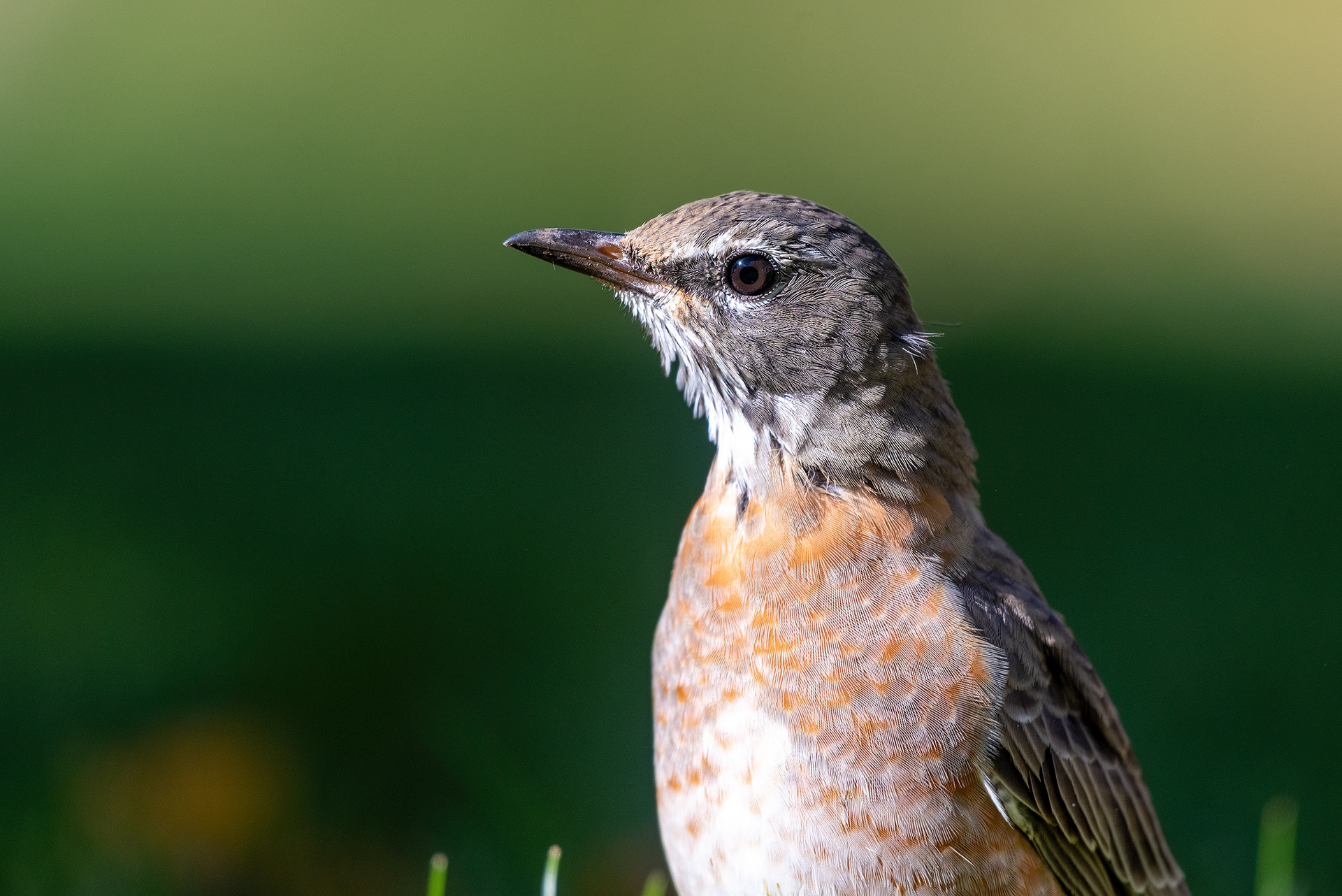 American Robin (close up) in the back yard