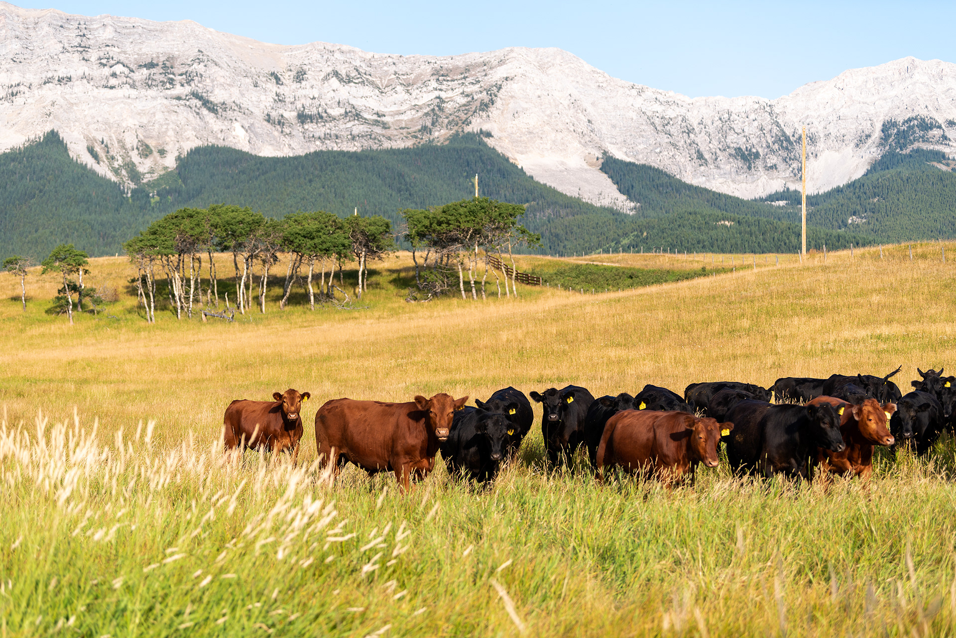 Angus cattle, with the Livingstone Range in the background