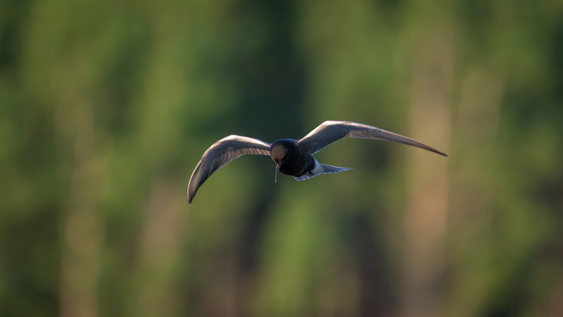 Black Tern (in flight), Marshall Springs ponds, Fish Creek Provincial Park, Calgary, AB