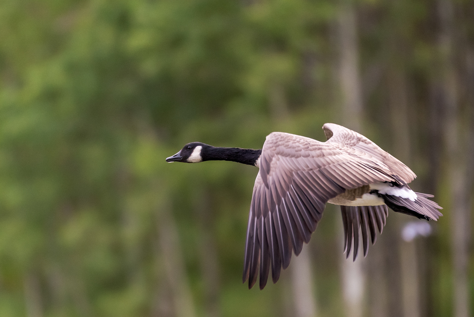 Canada Goose (in flight) at the Marshall Springs ponds in Fish Creek Provincial Park