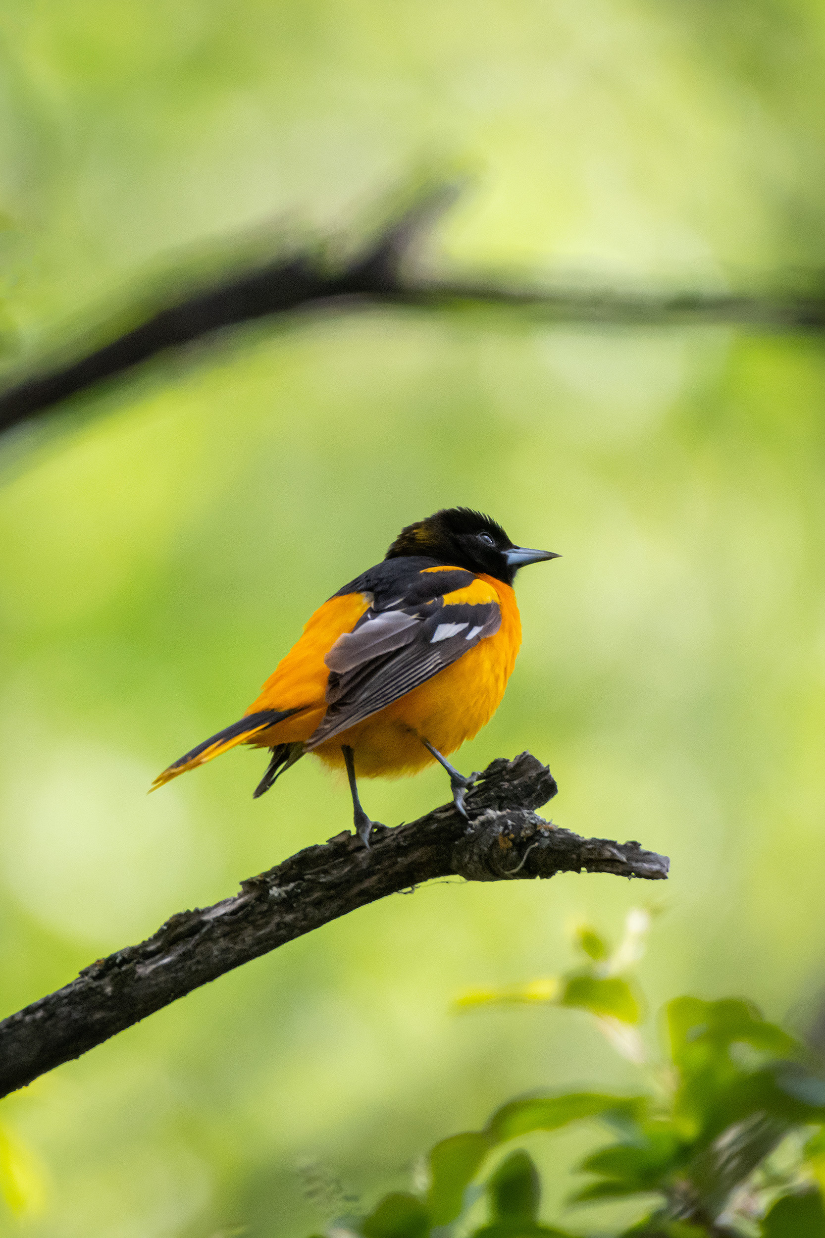 Baltimore Oriole (male), Marshall Springs, Fish Creek Provincial Park, Calgary, AB