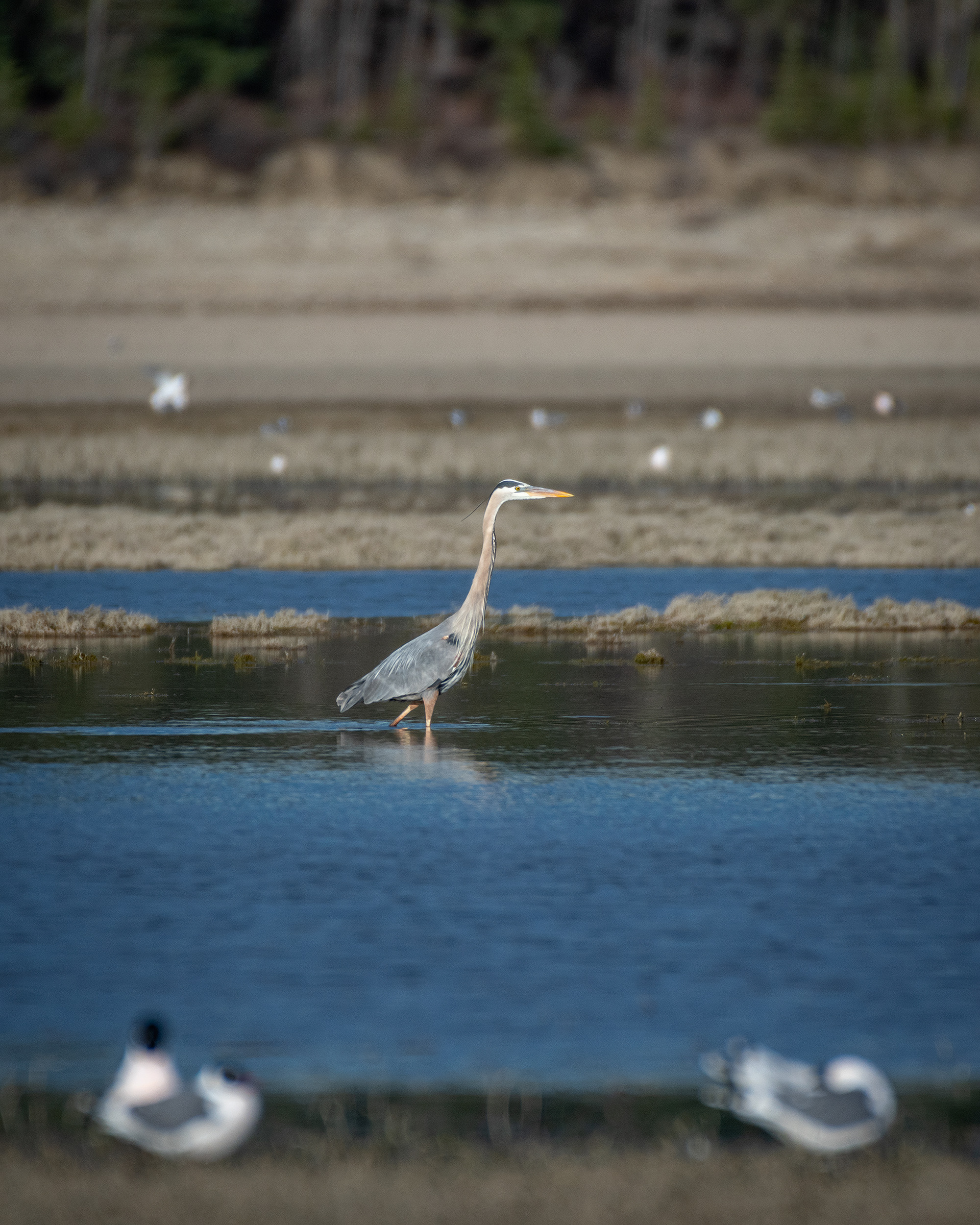 Great Blue Heron, Glenmore Reservoir, North Glenmore Park, Calgary, AB