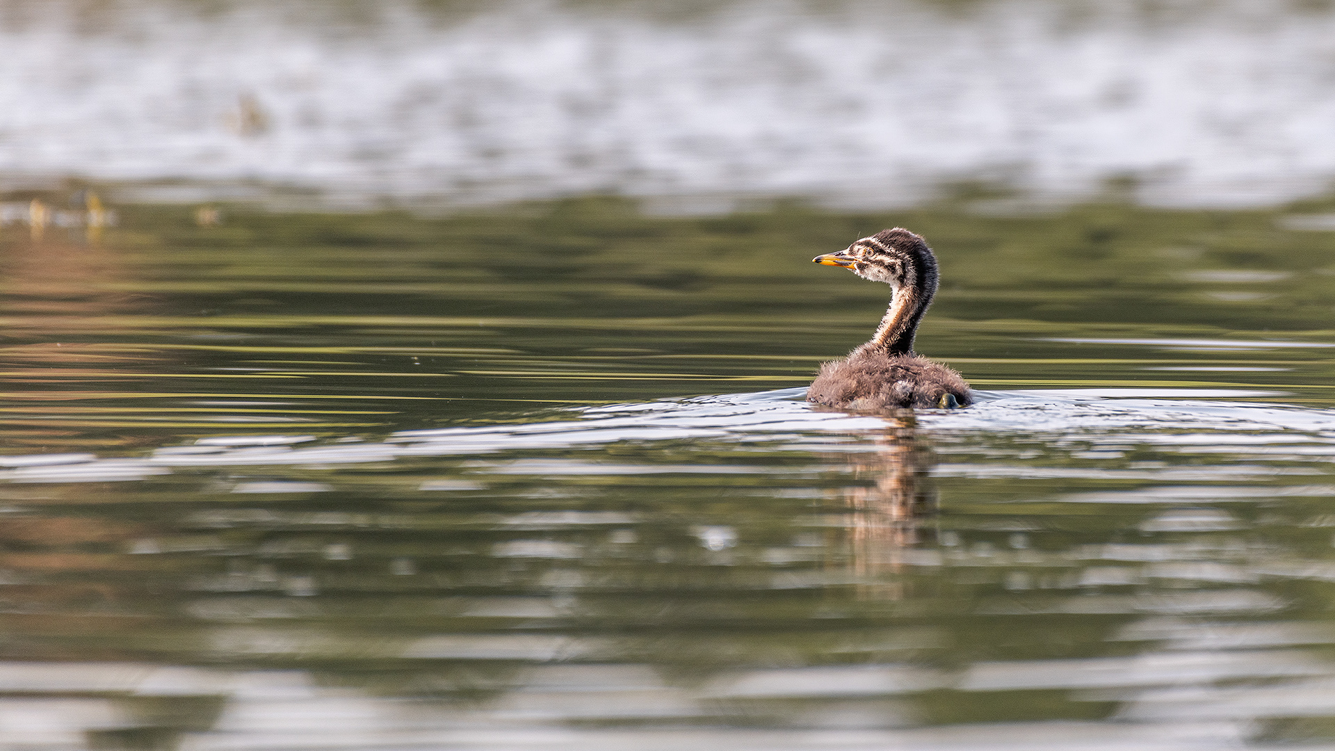 Red-necked Grebe (immature), Marshall Springs - Fish Creek Prov. Park, Calgary, AB