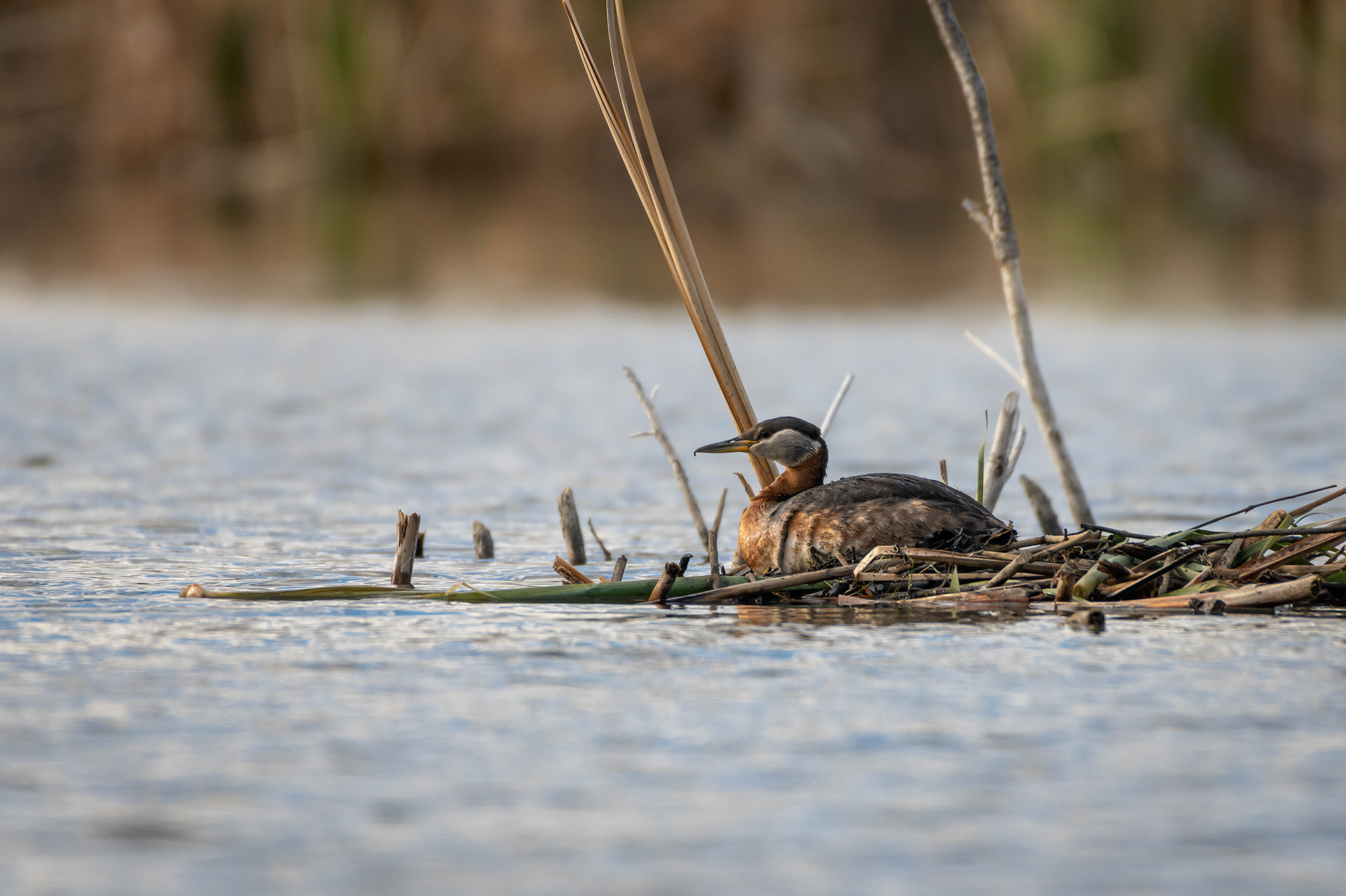 Red-necked Grebe, Marshall Springs ponds - Fish Creek Prov. Park, Calgary, AB