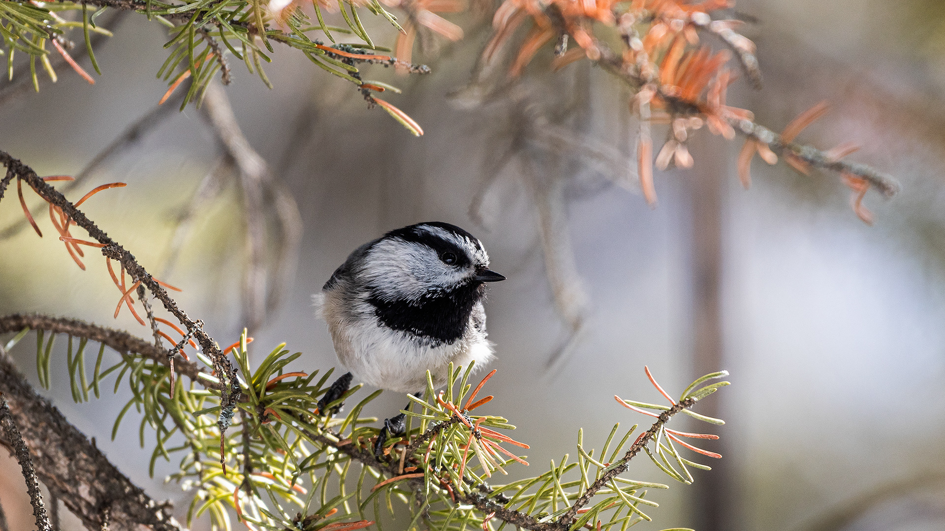 Mountain Chickadee near Marshall Springs in Fish Creek Provincial Park