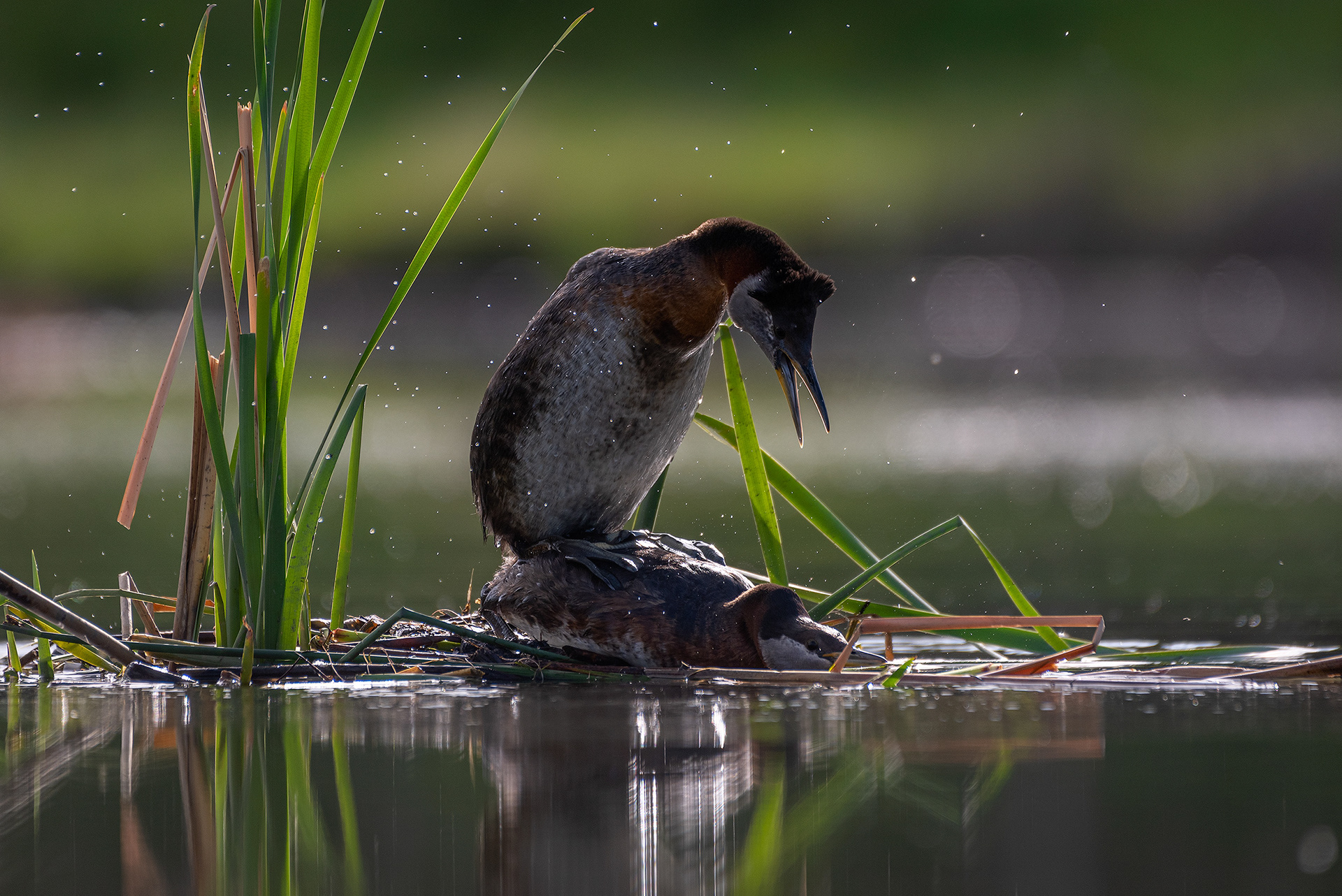 Red-necked Grebe pair, Marshall Springs ponds, Fish Creek Provincial Park, Calgary, AB