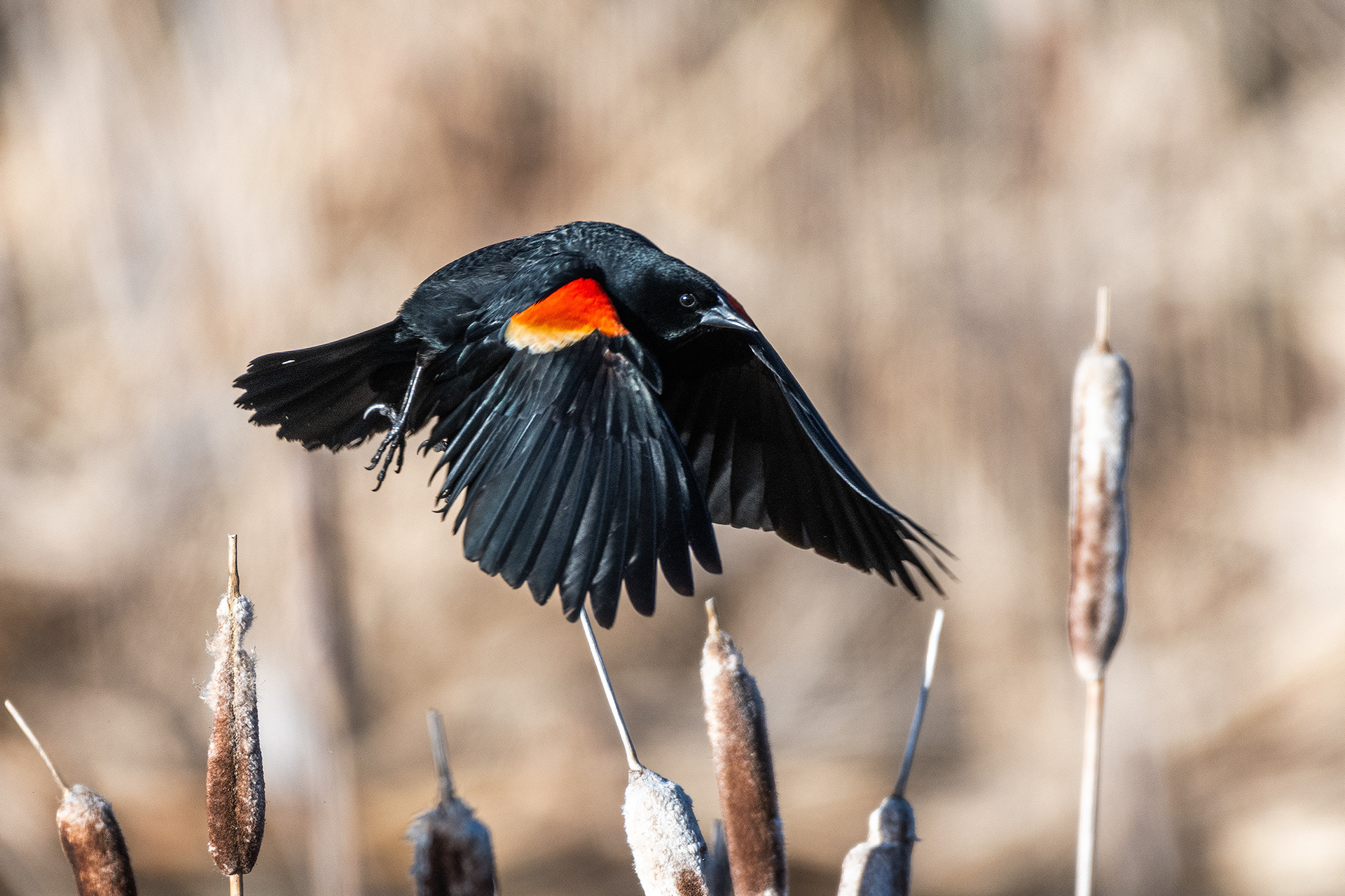 Red-winged Blackbird (male) in flight at the Marshall Springs ponds in Fish Creek Provincial Park