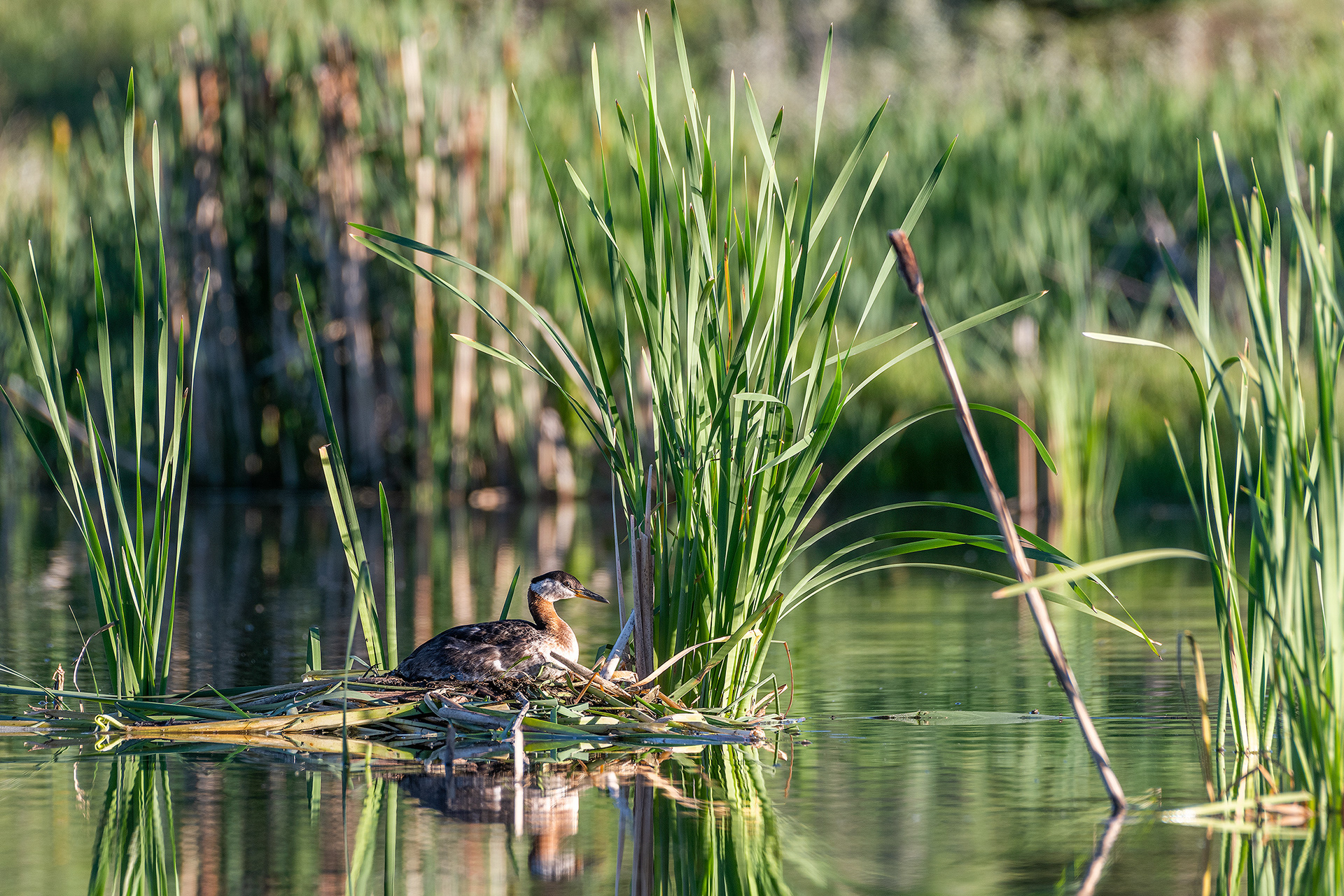 Red-necked Grebe (female) on her nest, Marshall Springs - Fish Creek Prov. Park, Calgary, AB