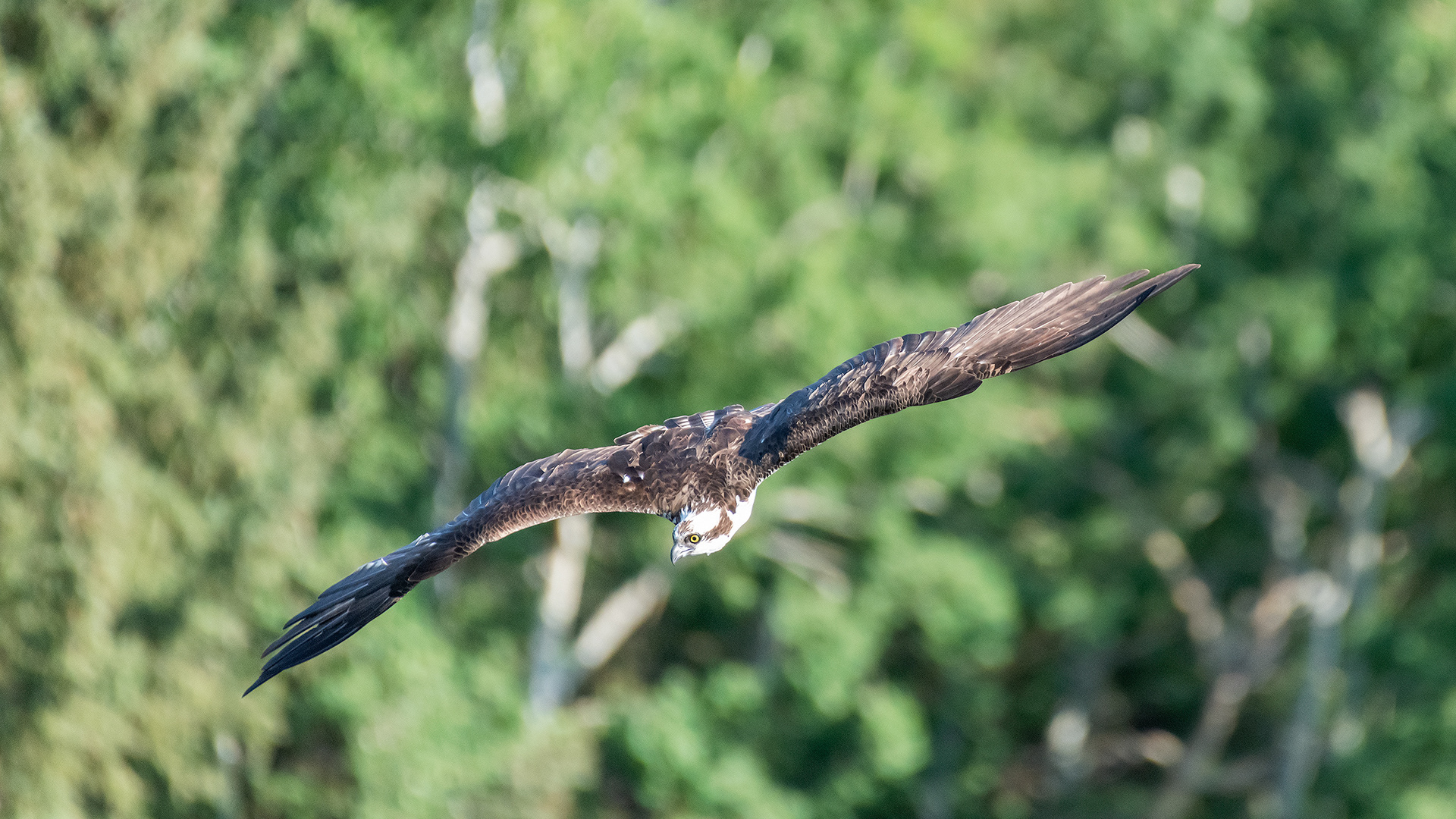 Osprey in flight, Marshall Springs - Fish Creek Prov. Park, Calgary, AB