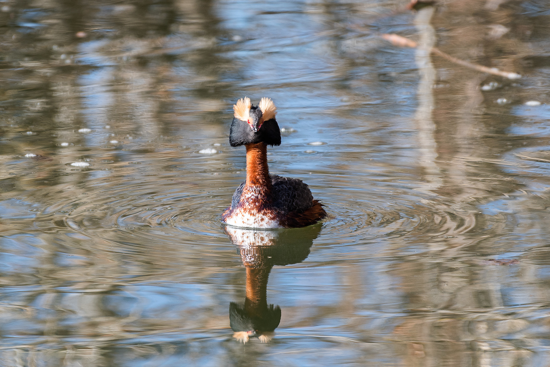 Horned Grebe at Bridlewood Wetlands Park, Calgary, Alberta