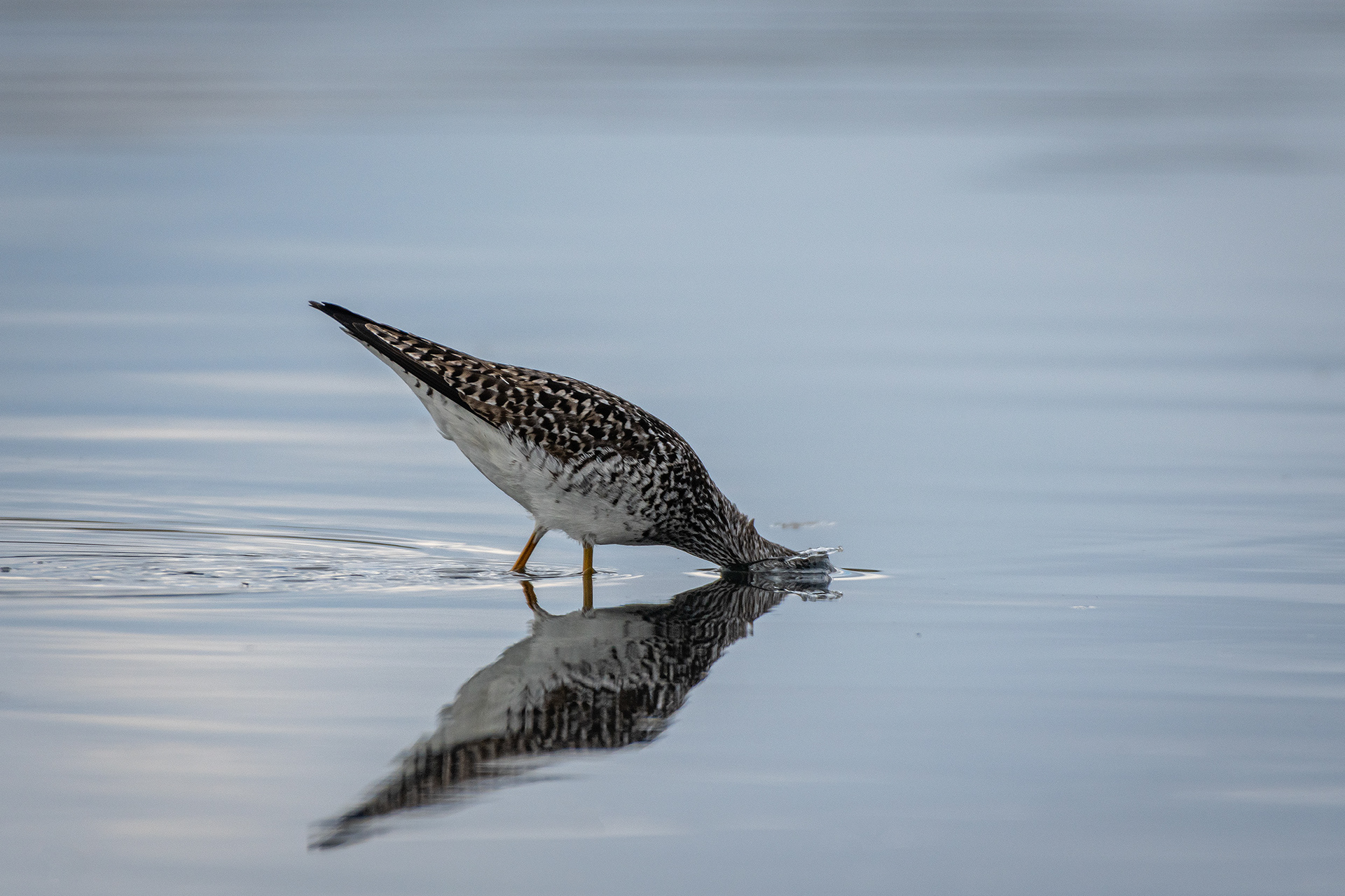 Yellowlegs, Glenmore Reservoir, North Glenmore Park, Calgary, AB