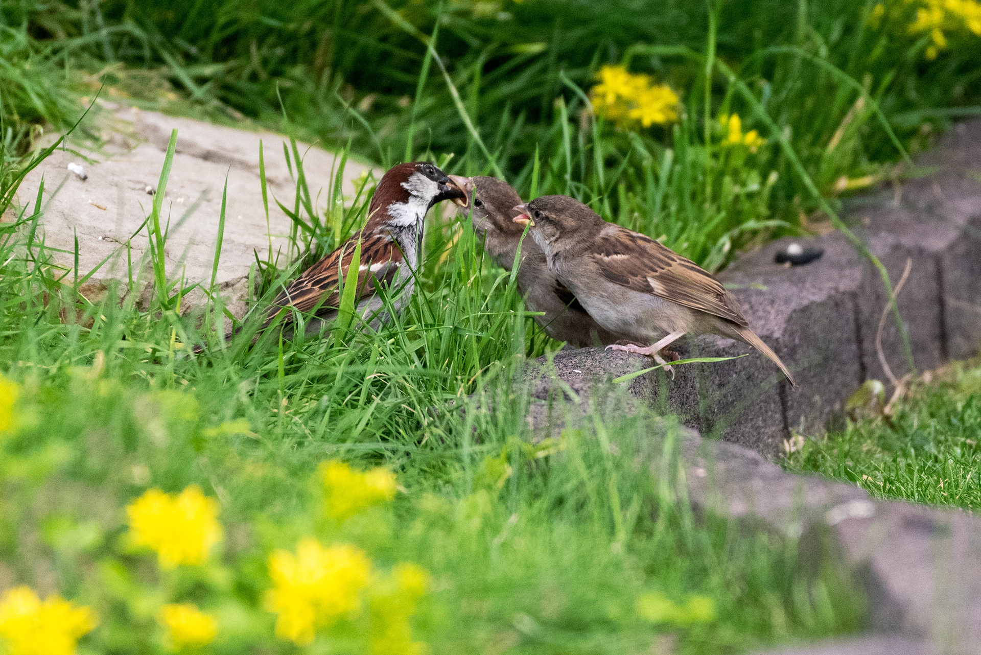 A House Sparrow feeds its little ones
