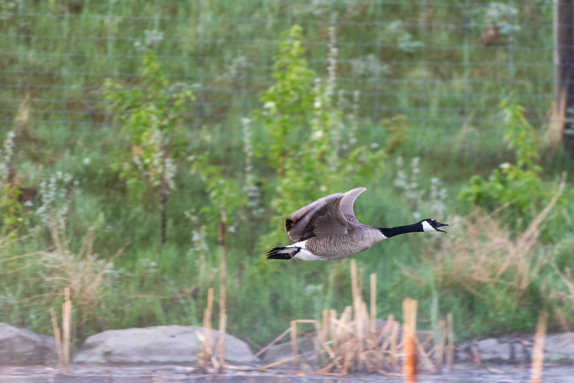 Canada Goose, Marshall Springs, Fish Creek Provincial Park, Calgary, Alberta
