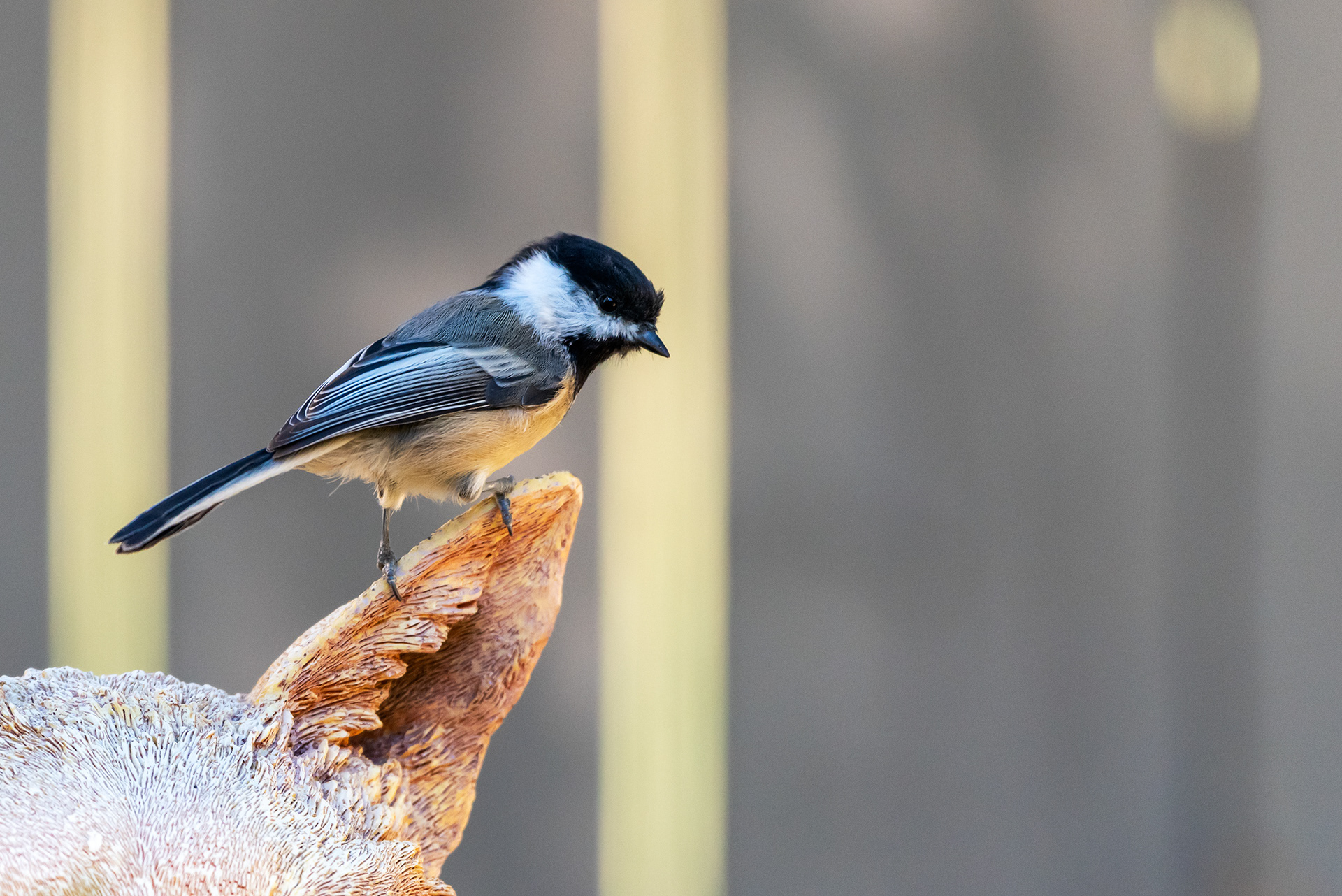 Black-capped Chickadee on a garden ornament in the back yard in Bridlewood
