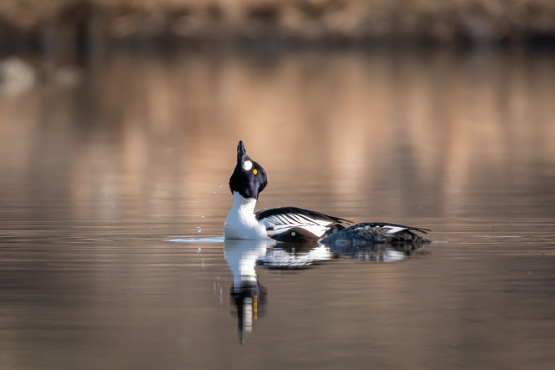 Common Goldeneye pair, Marshall Springs, Fish Creek Provincial Park, Calgary, AB