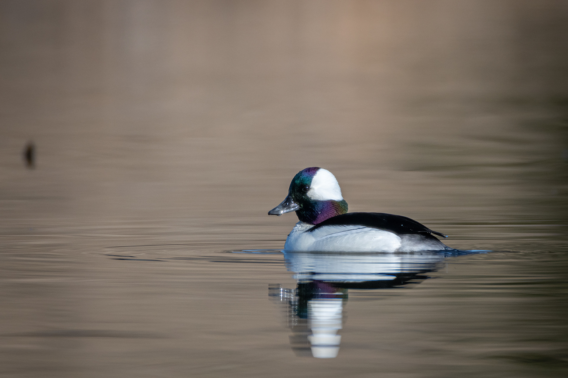 Bufflehead (male), Marshall Springs, Fish Creek Provincial Park, Calgary, AB