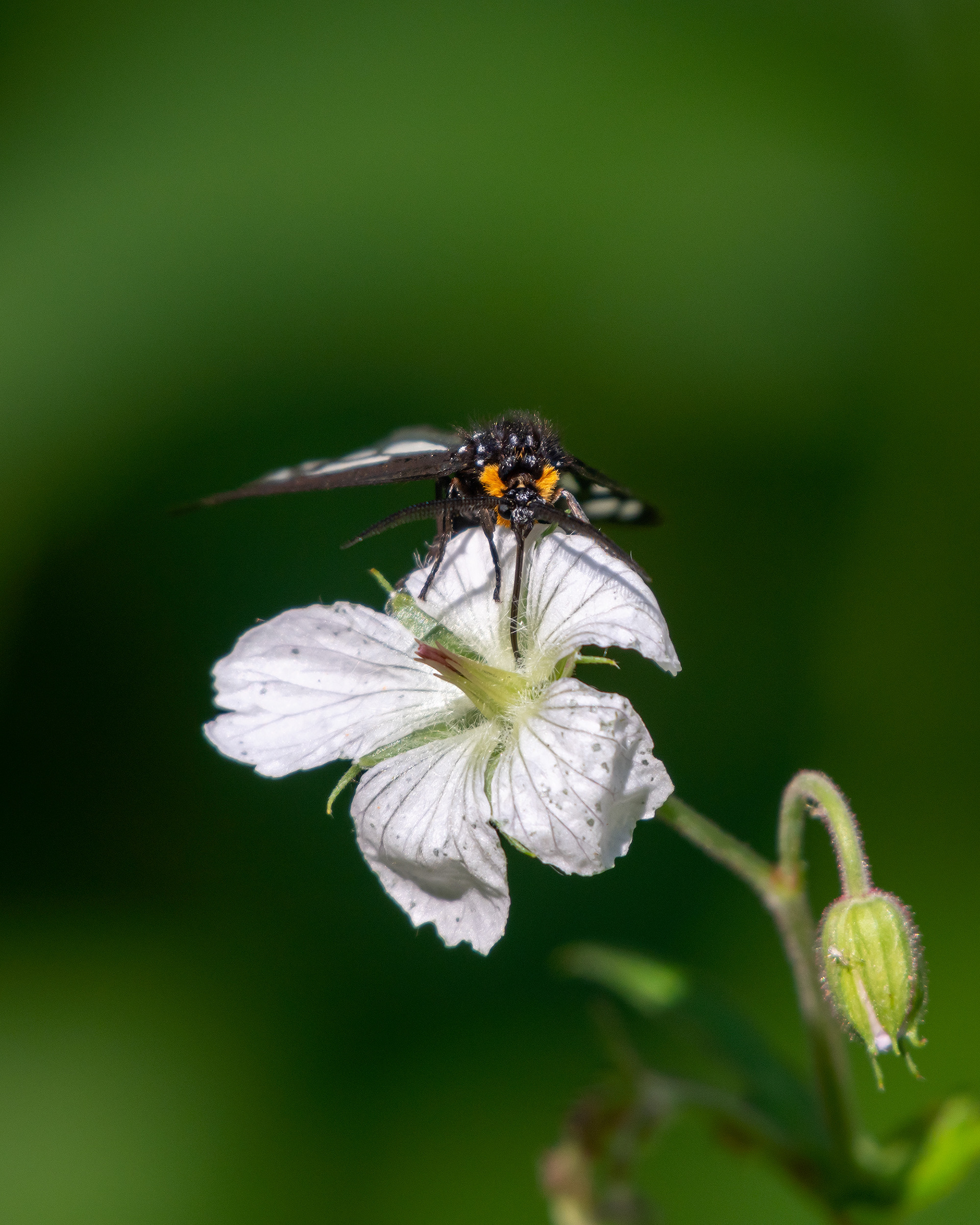 Flower and Butterfly, Brown-Lowery Provincial Park, Alberta