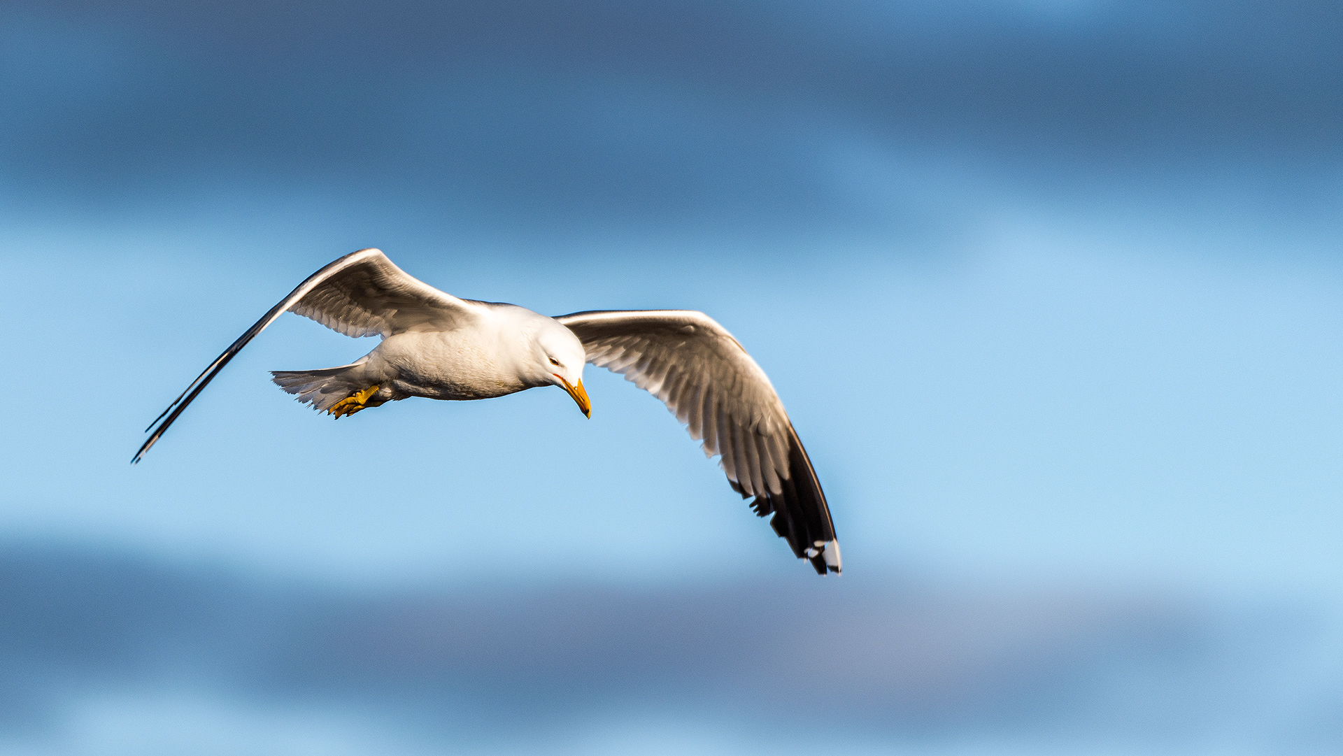 Gull in flight at Frank Lake, Alberta