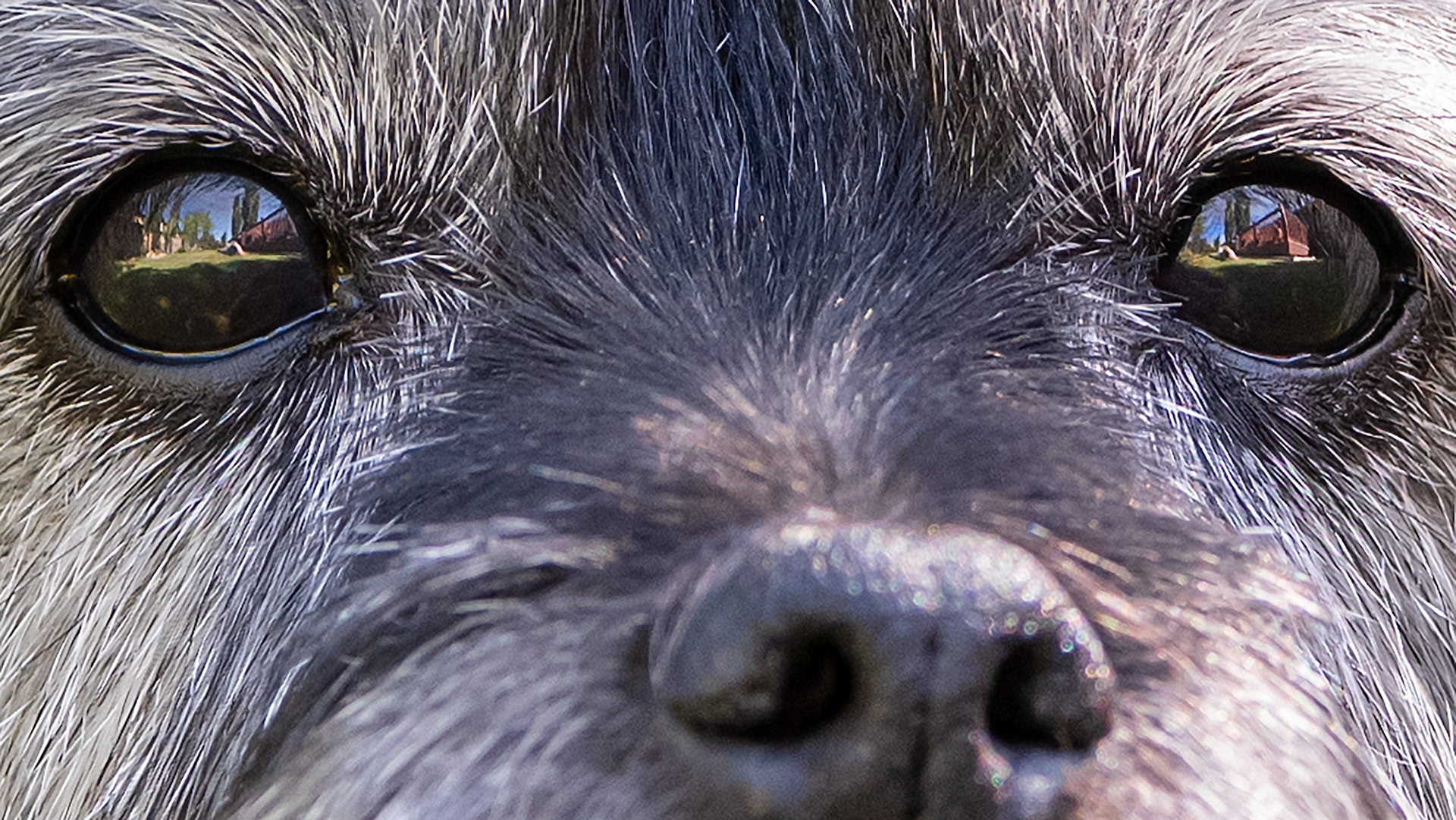 Coco (close-up), Bridlewood, Calgary, AB