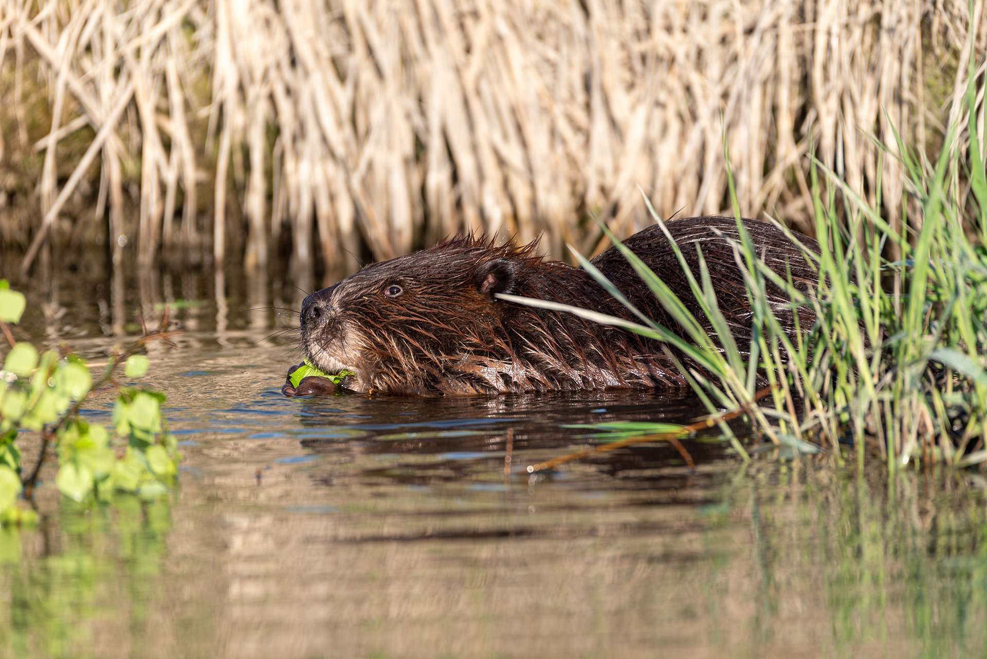 beaver, Bankside, Fish Creek Provincial Park, Bow River, Calgary, Alberta