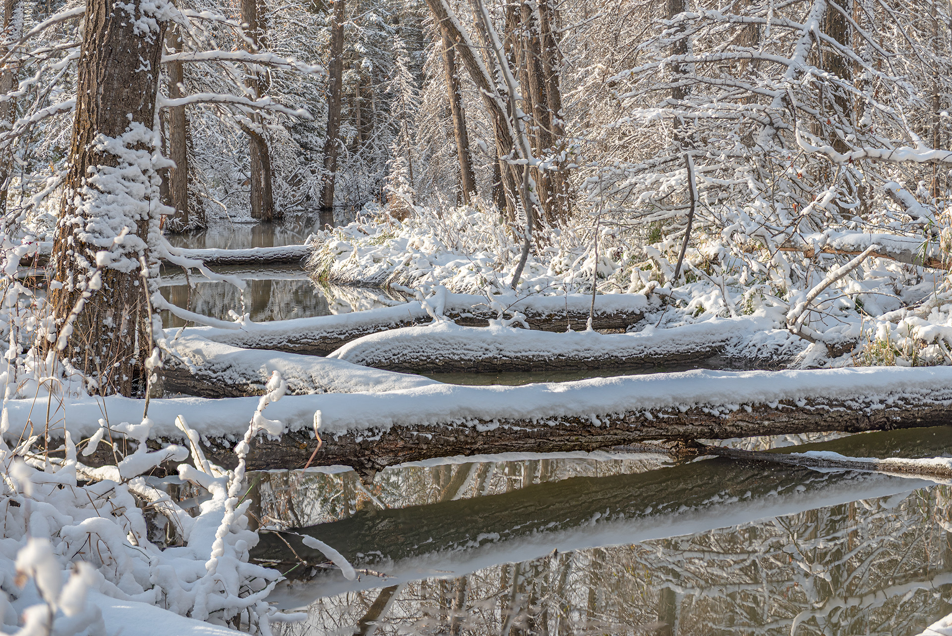 Morning after first major snowfall of the season before water freezes overĀ in Fish Creek Provincial Park