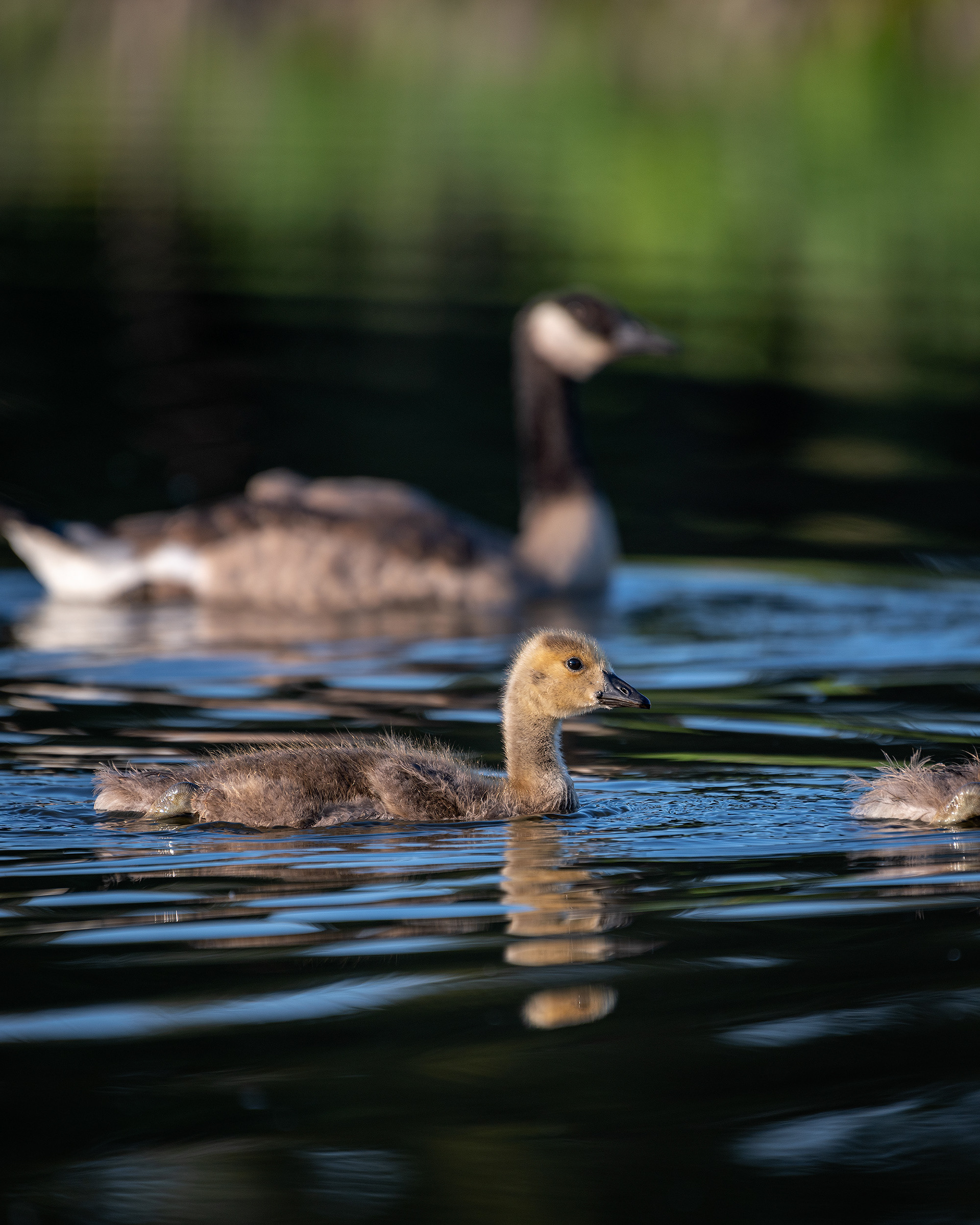 Canada Goose (immature), Marshall Springs ponds, Fish Creek Provincial Park, Calgary, AB