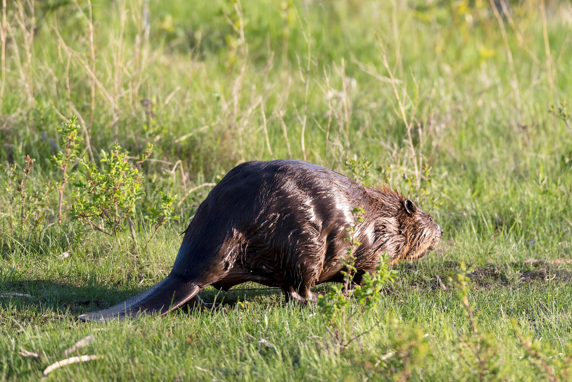 Beaver, Marshall Springs, Fish Creek Provincial Park, Calgary, Alberta
