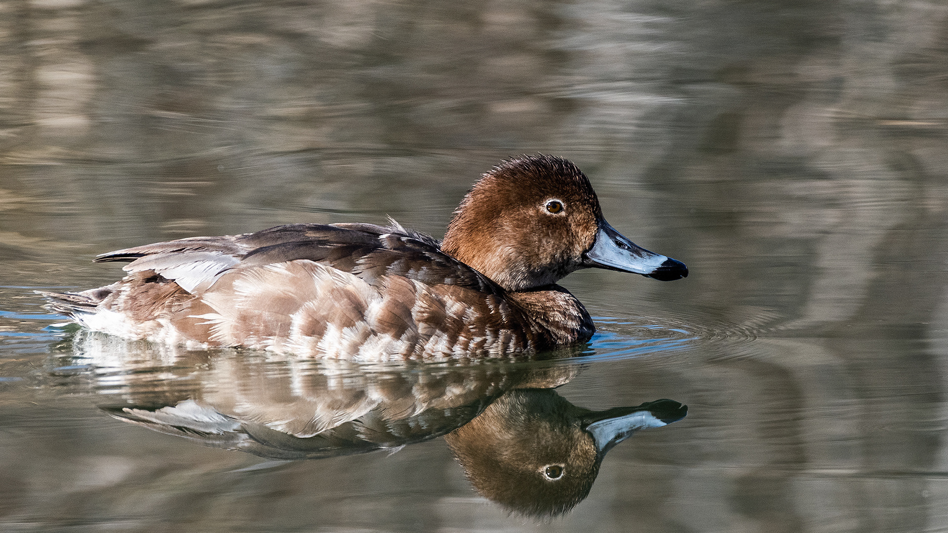 Redhead (female) at Bridlewood Wetlands Park, Calgary, Alberta