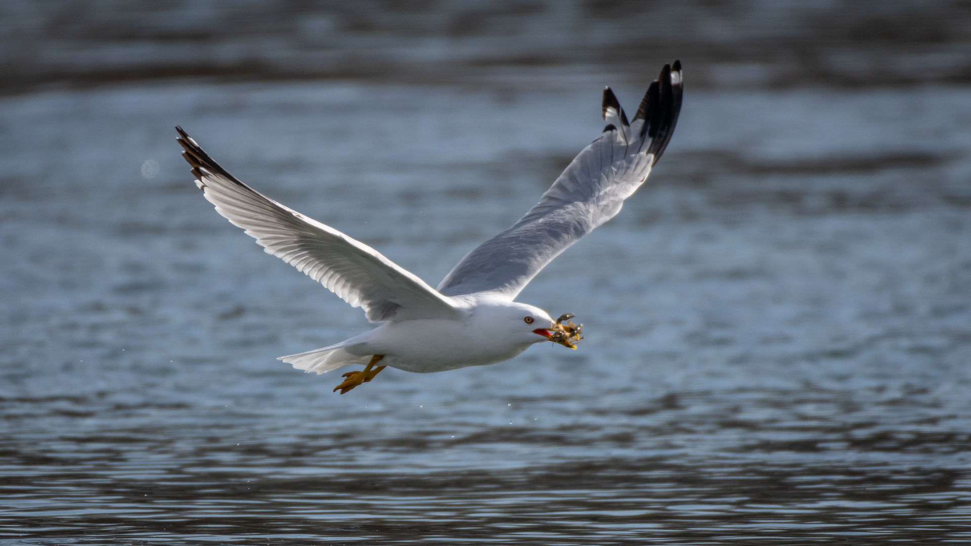 Ring-billed Gull (in flight) with a crayfish, near the Harvie Passage of the Bow River, Pearce Estate Park, Calgary, AB