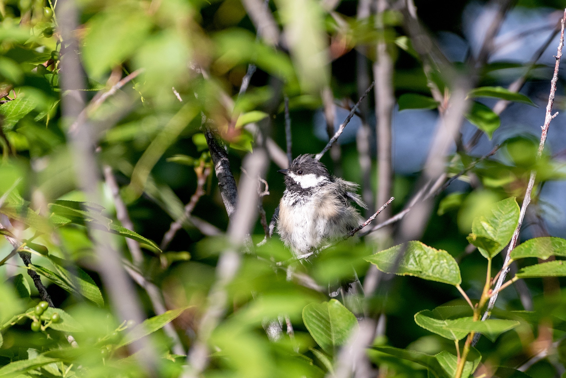 Fluffy young Black-capped Chickadee