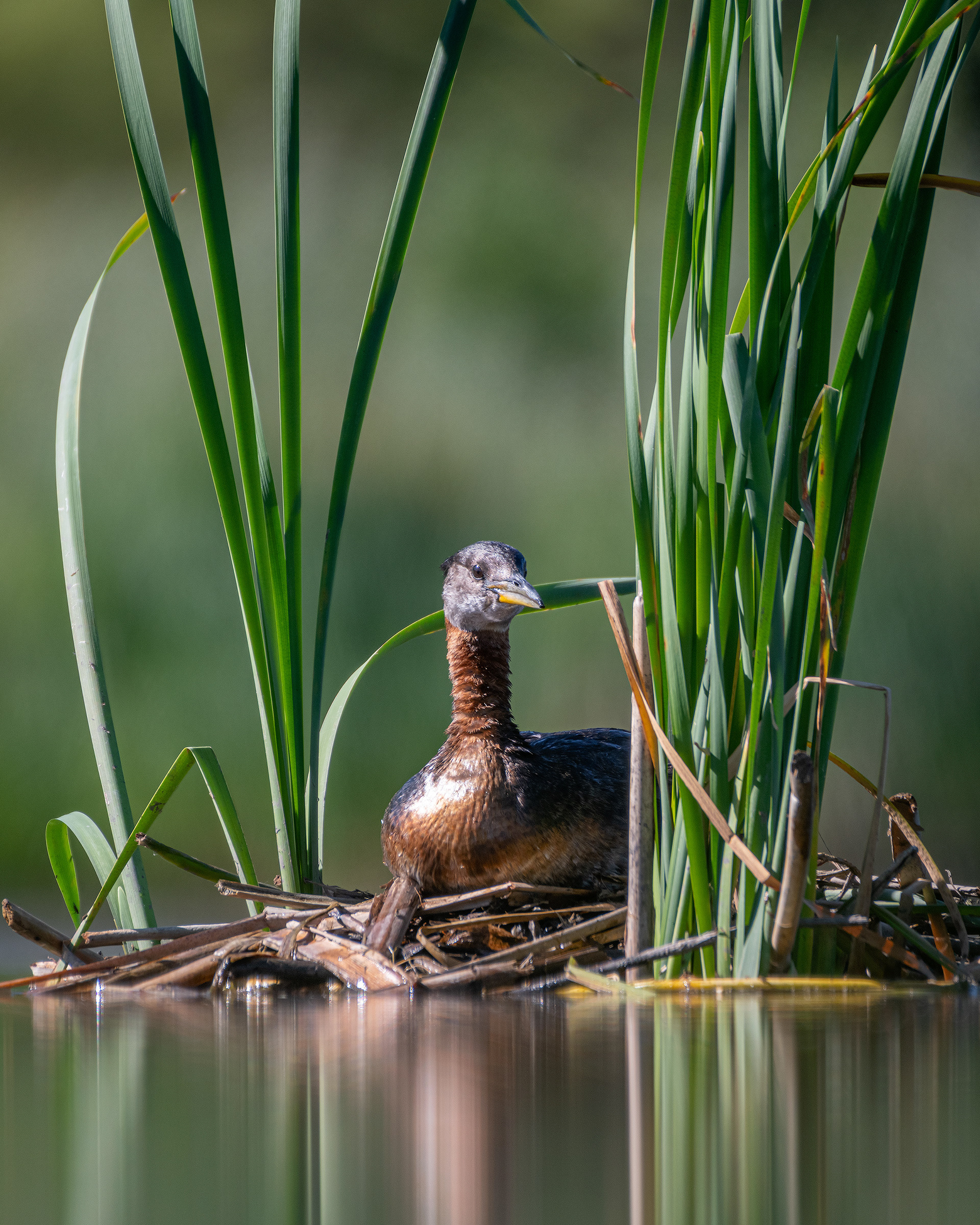 Red-necked Grebe, Marshall Springs ponds, Fish Creek Provincial Park, Calgary, AB