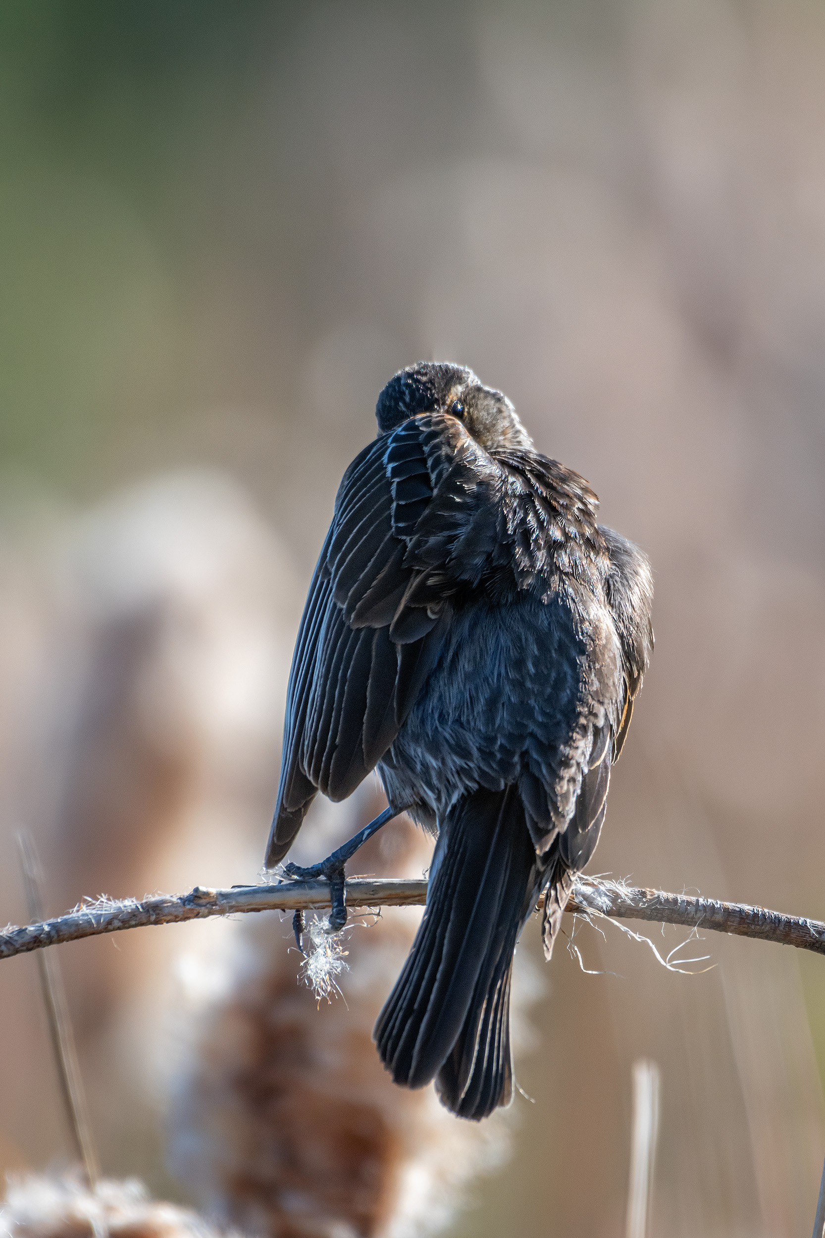 Red-winged Blackbird (female), Marshall Springs ponds, Fish Creek Provincial Park, Calgary, AB