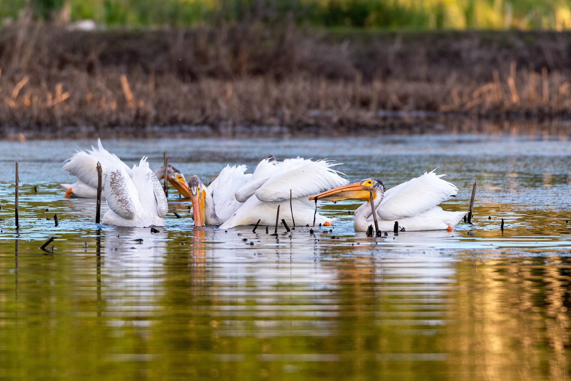 American White Pelicans feeding