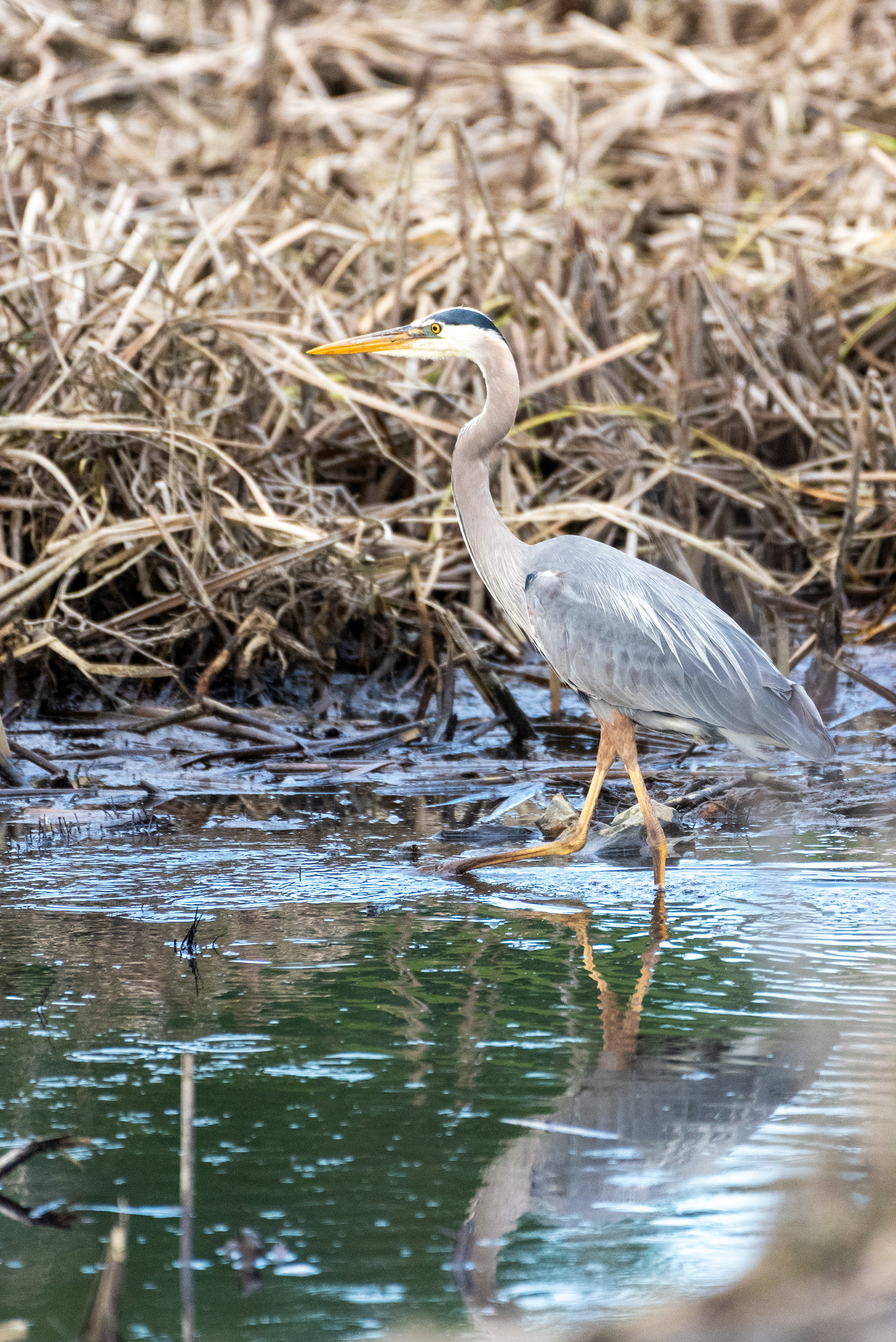 Great Blue Heron
