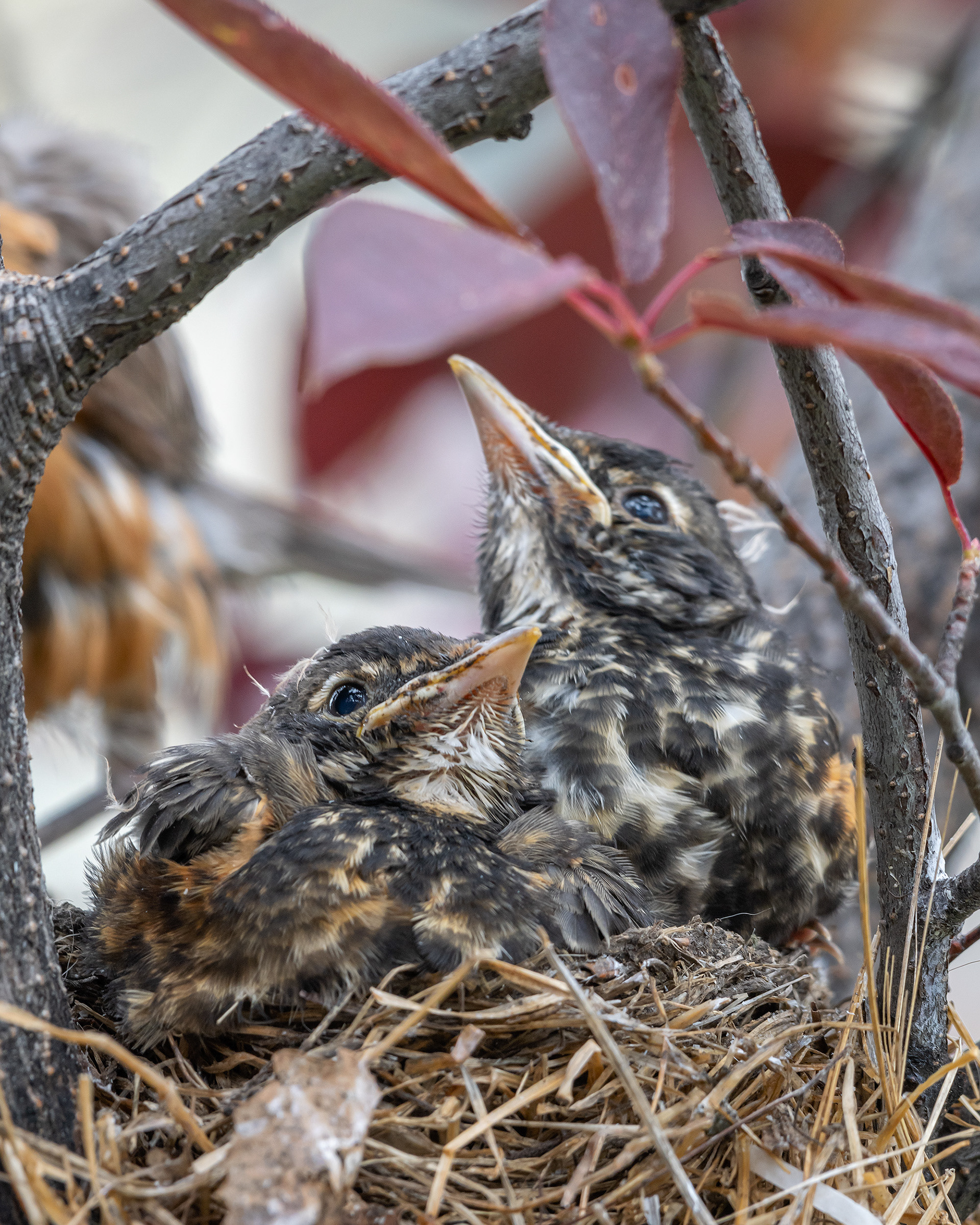 American Robin chicks, Bridlewood, Calgary, AB