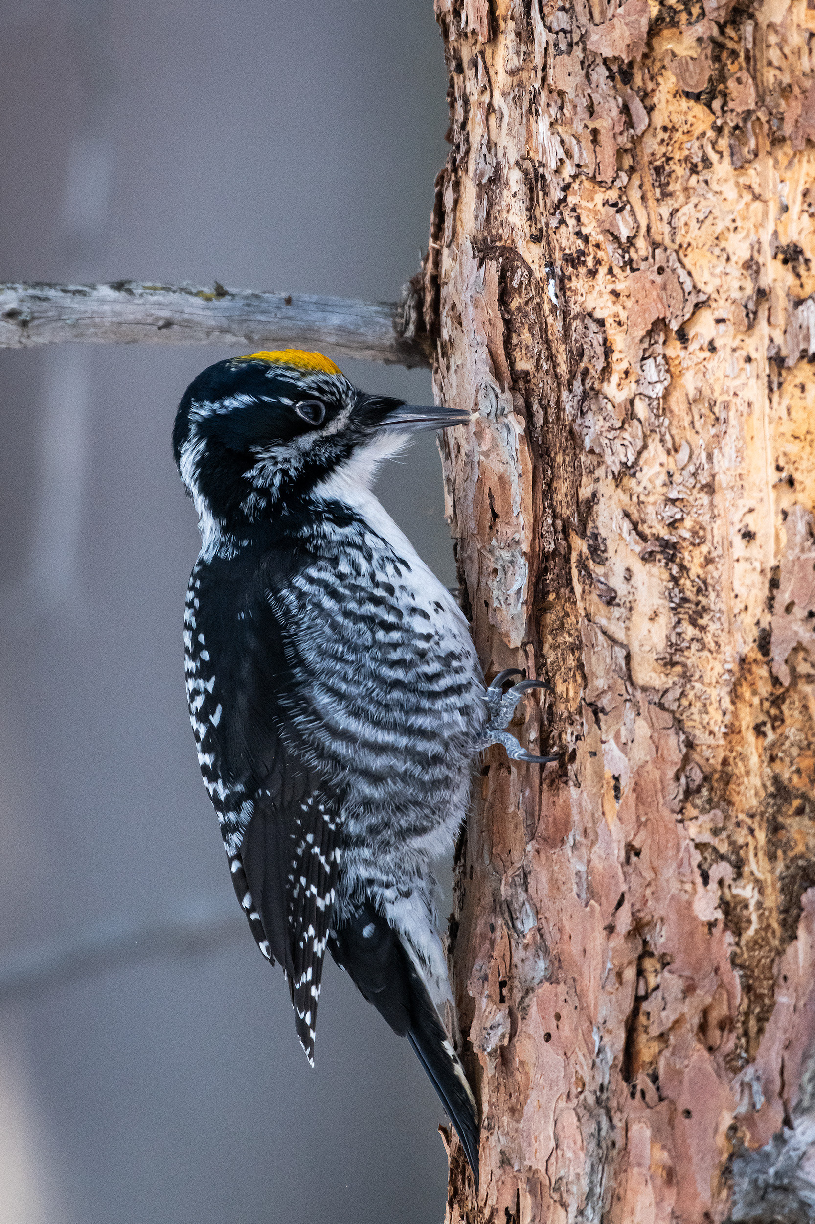Three-toed Woodpecker (male), near the Marshall Springs area of Fish Creek Provincial Park, Calgary, AB