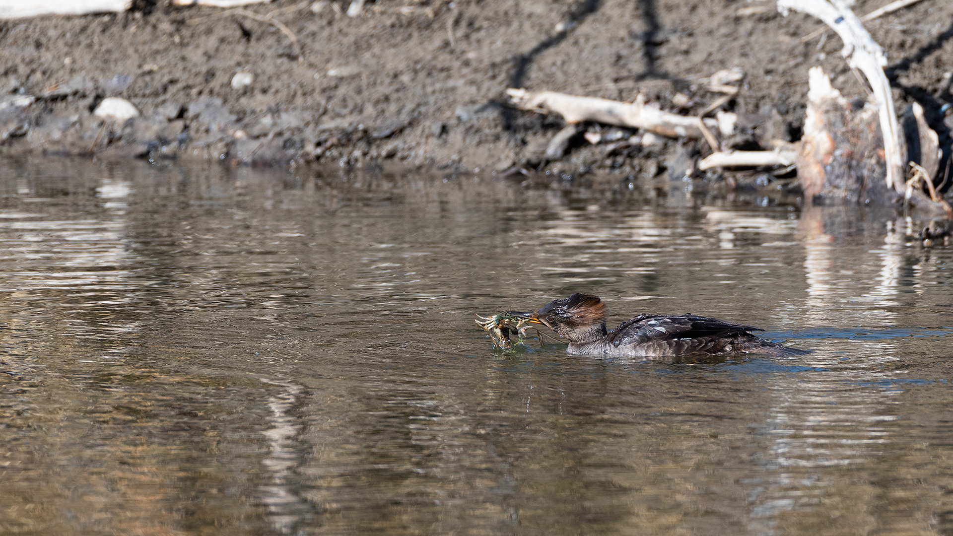 Hooded Merganser (female) at the Inglewood Bird Sanctuary & Nature Centre, Calgary, Alberta
