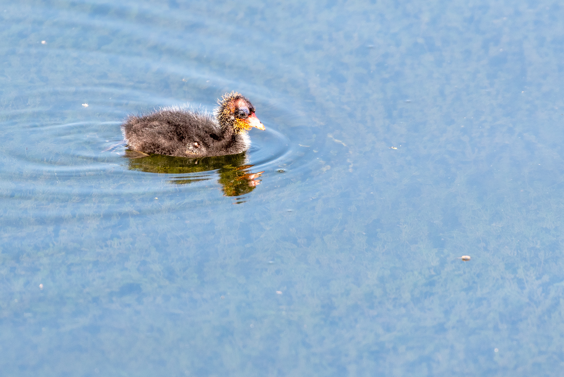 American Coot chick, Bridlewood Wetlands Park, Calgary, Alberta