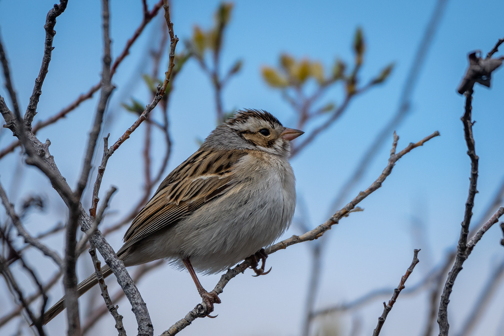 Bird, North Glenmore Park, Calgary, AB