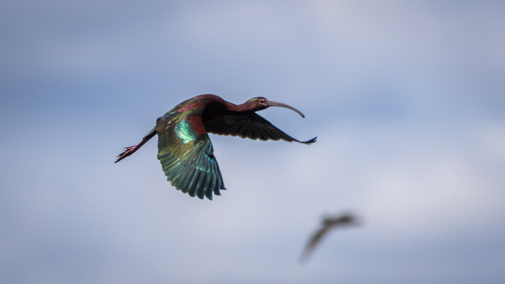 White-faced Ibis (in flight), Glenmore Reservoir, North Glenmore Park, Calgary, AB