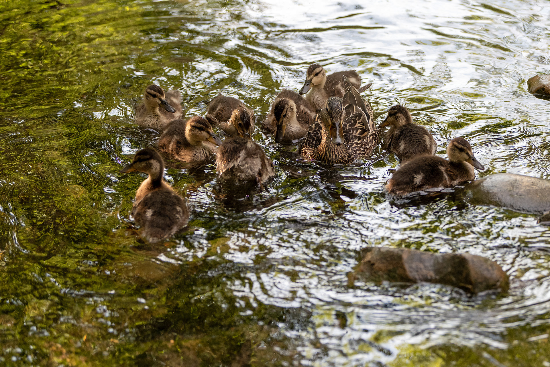 Mallard, ducklings, Bridlewood Wetlands Park, Calgary, Alberta