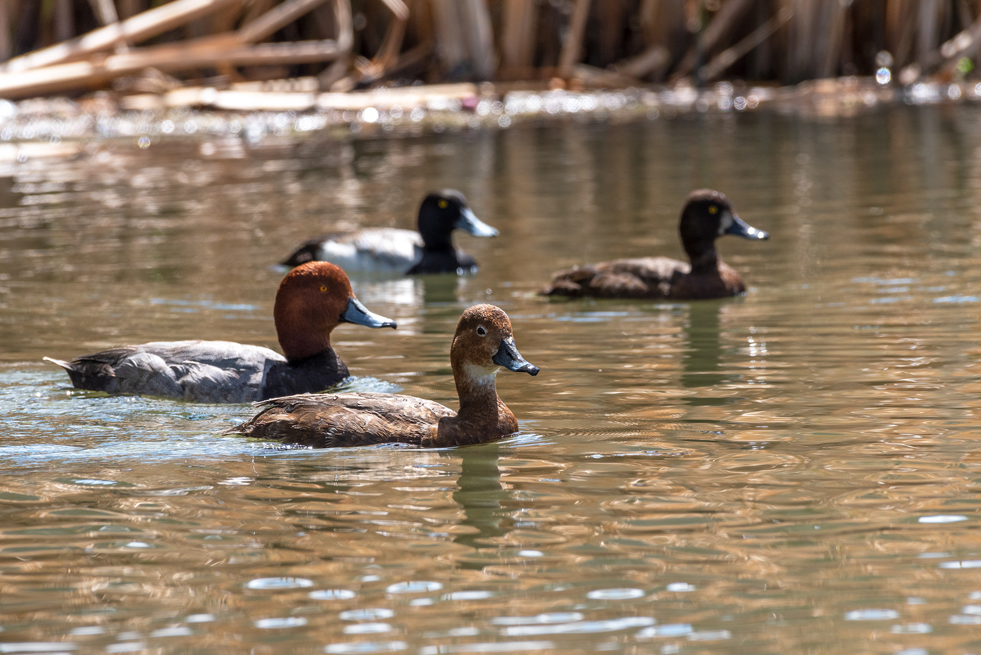 Redhead pair, Lesser Scaup pair, Bridlewood Wetlands Park, Calgary, Alberta