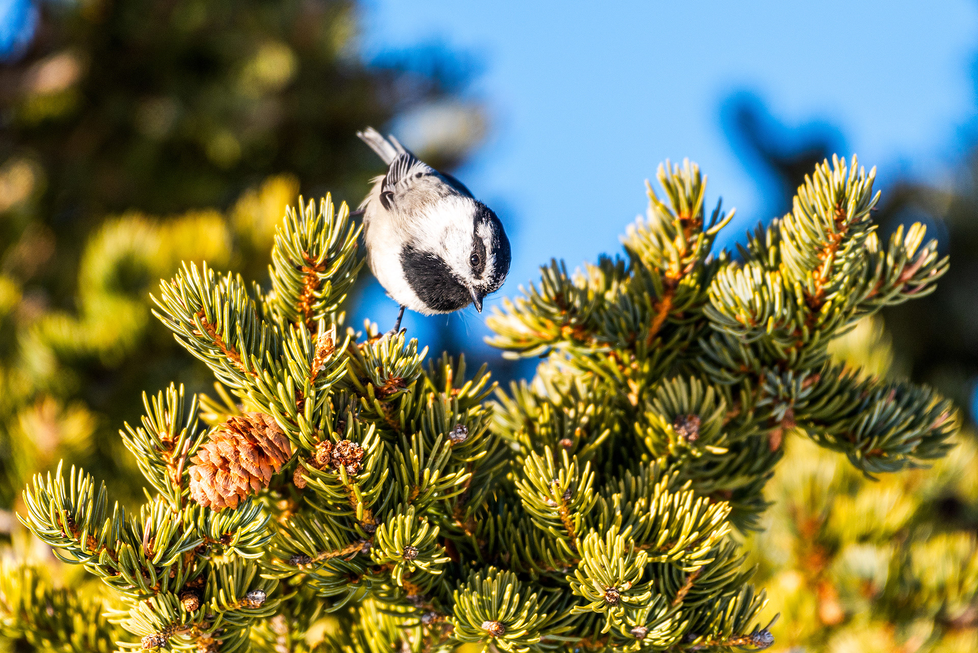 Mountain Chickadee near the peak of Prairie Mountain, close to Elbow Falls, AB