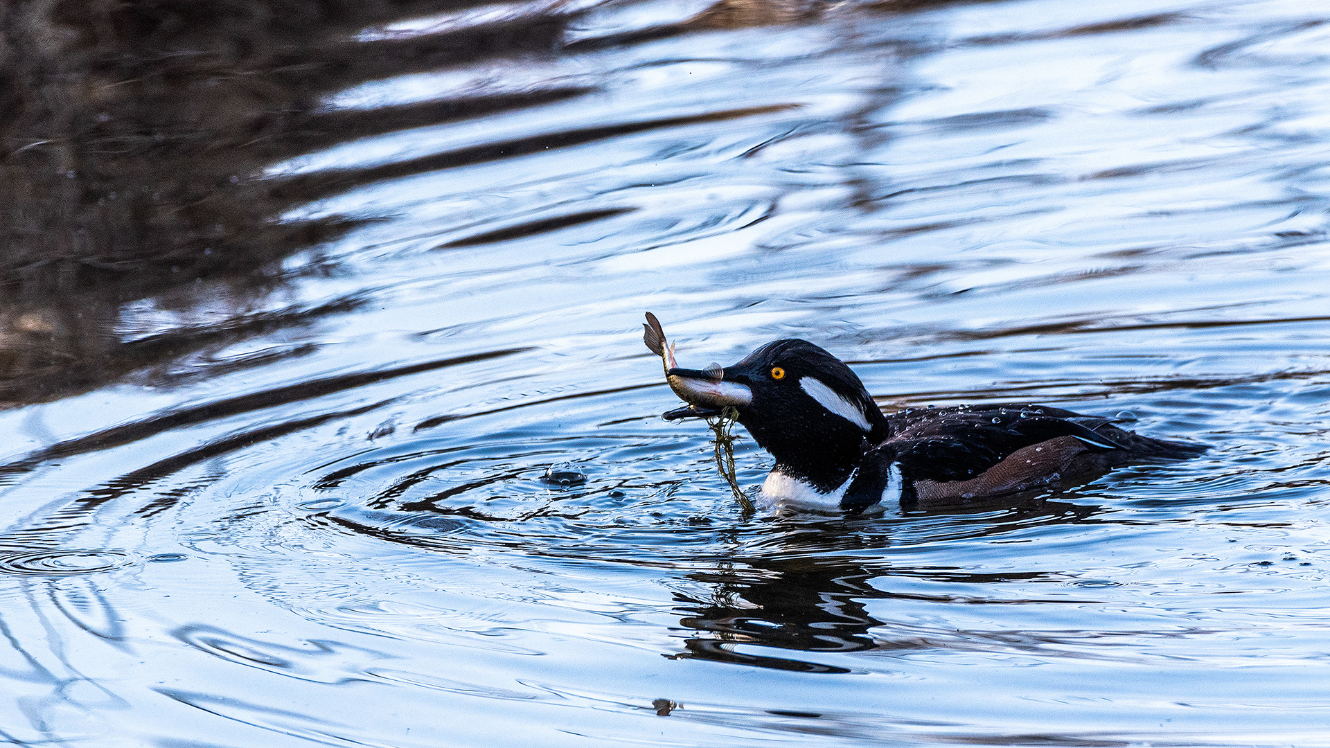 Hooded Merganser (male) at the Inglewood Bird Sanctuary & Nature Centre, Calgary, Alberta