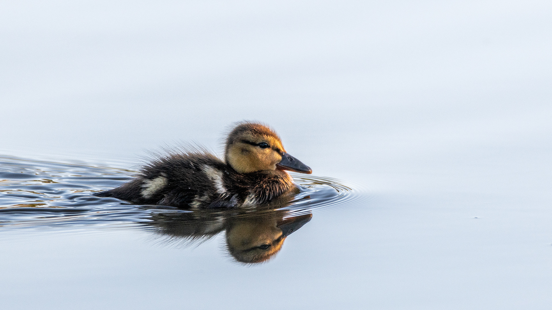 Mallard duckling at the Marshall Springs ponds in Fish Creek Provincial Park, Calgary, Alberta