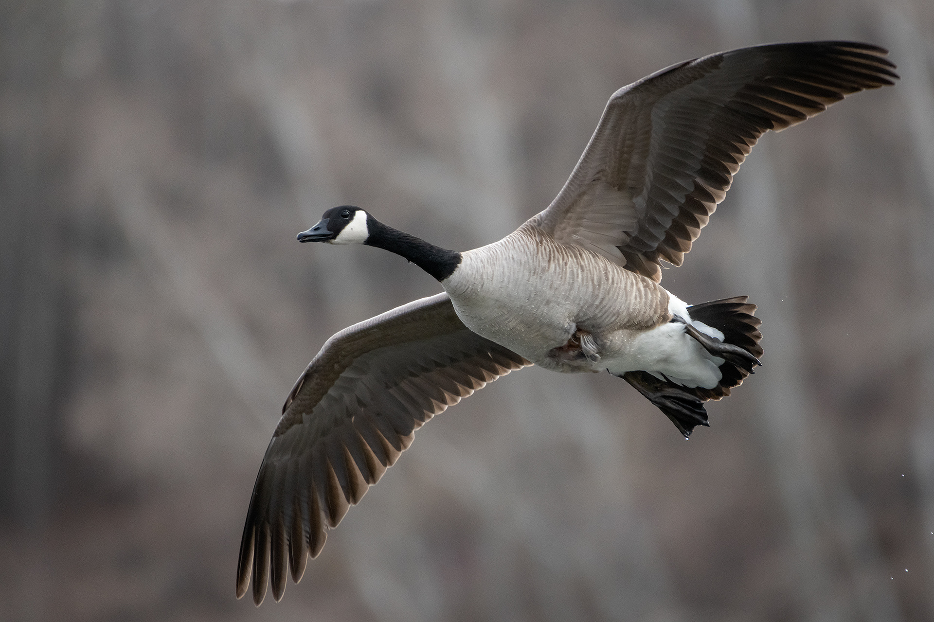 Injured Canada Goose (in flight), Marshall Springs, Fish Creek Provincial Park, Calgary, AB