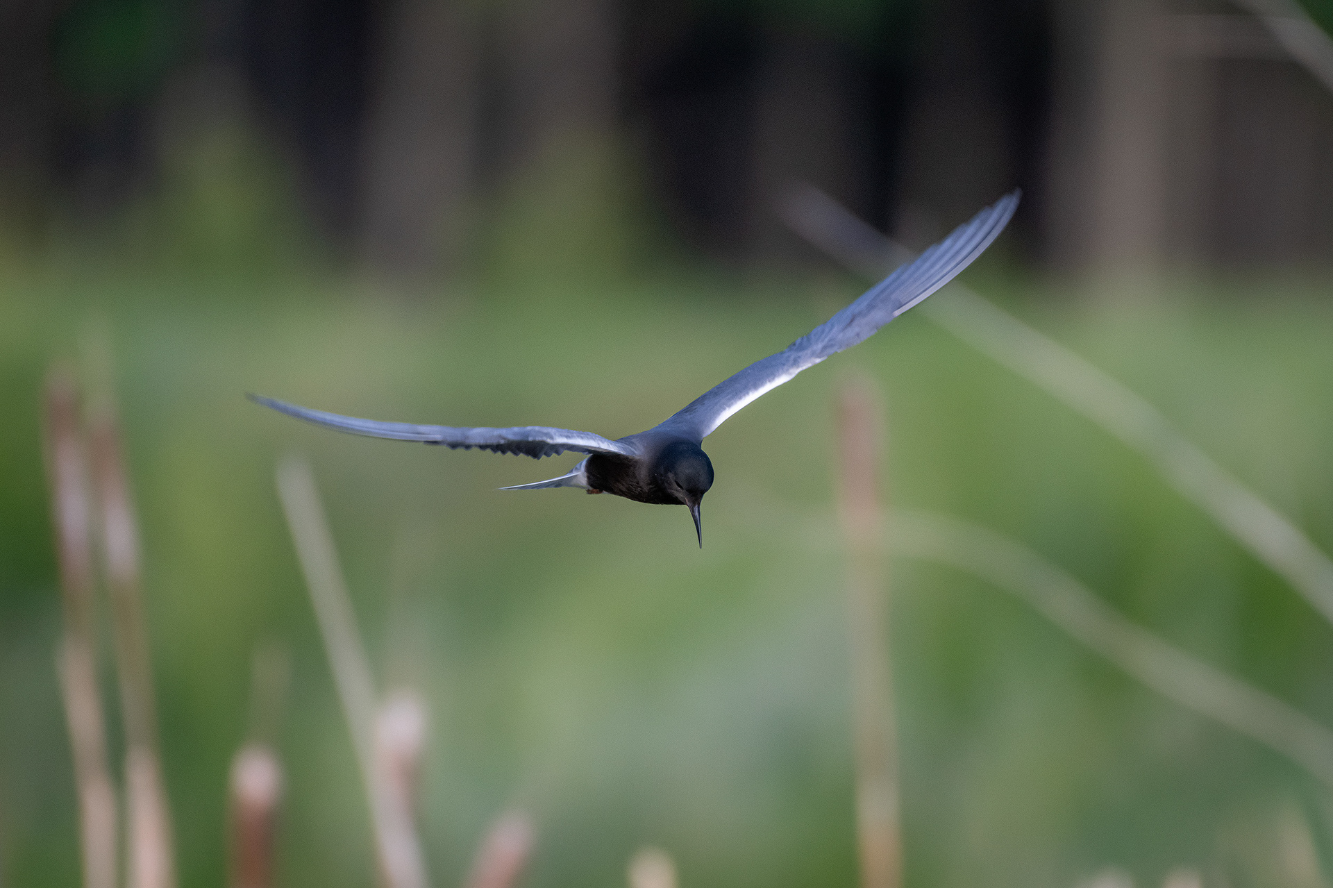 Black Tern (in flight), Marshall Springs ponds, Fish Creek Provincial Park, Calgary, AB