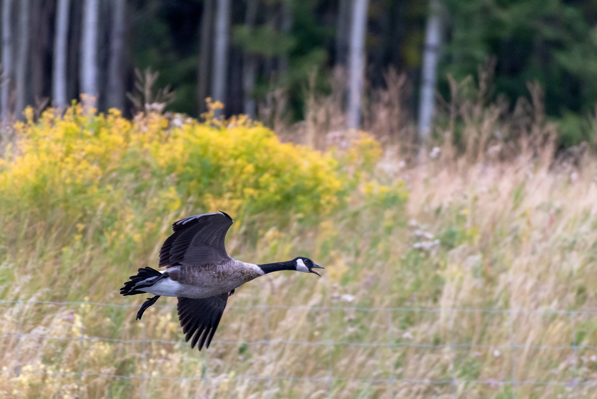 Canada Goose (in flight) at the Marshall Springs ponds in Fish Creek Provincial Park
