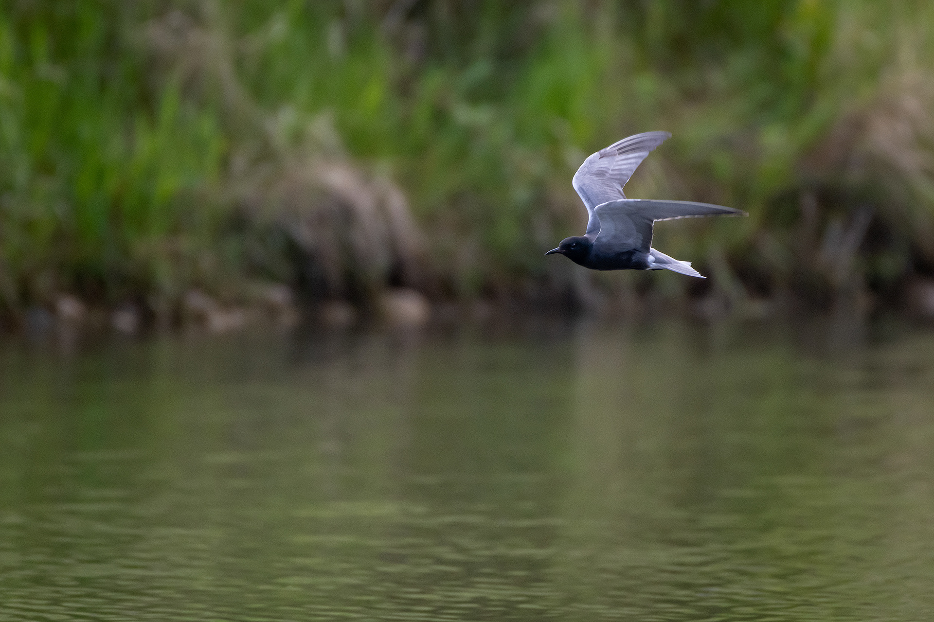 Black Tern (in flight), Marshall Springs ponds, Fish Creek Provincial Park, Calgary, AB