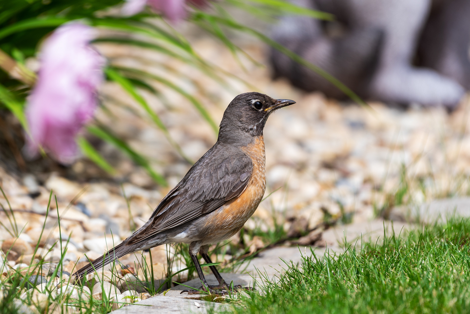 American Robin